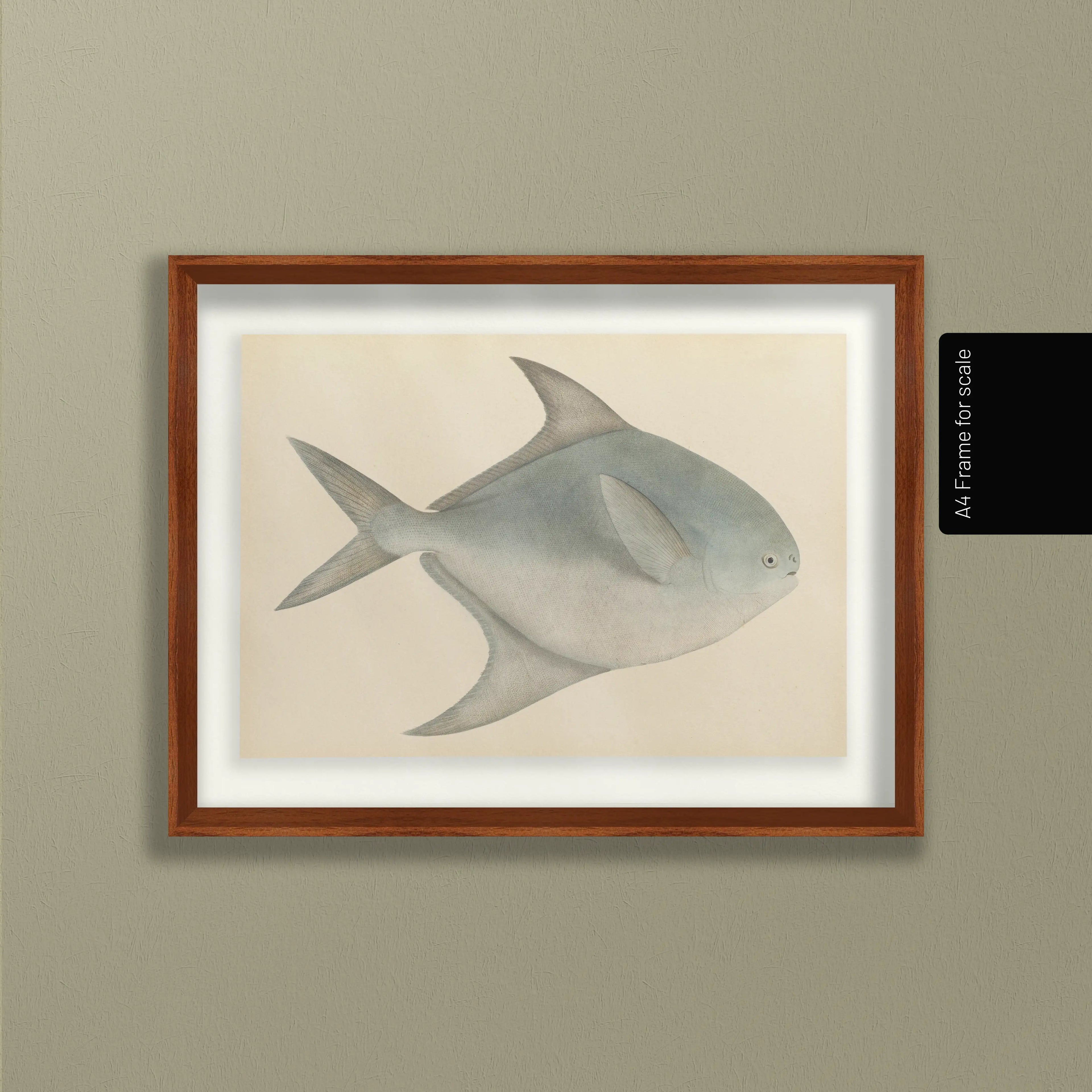 Natural History: Plate No. 56