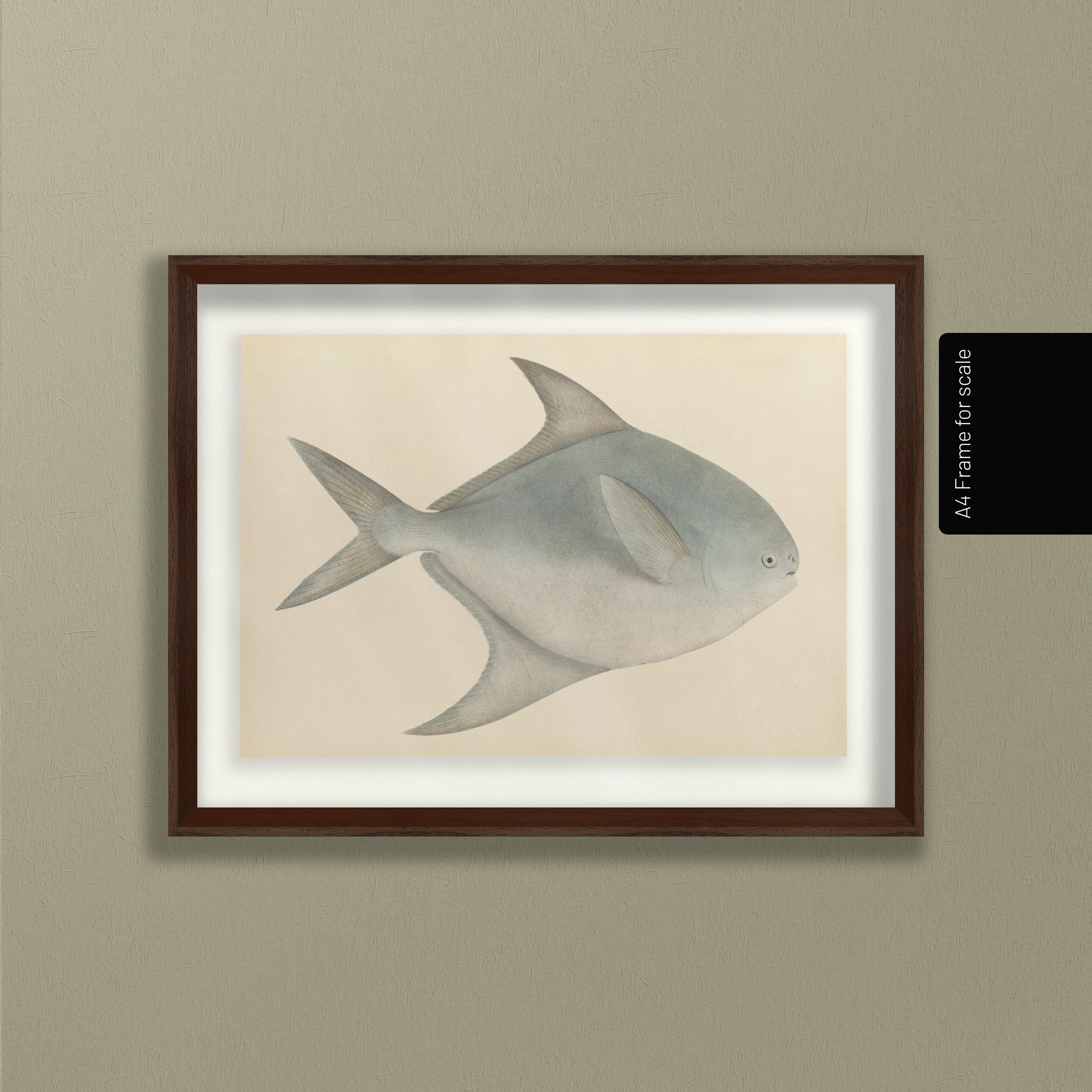 Natural History: Plate No. 56