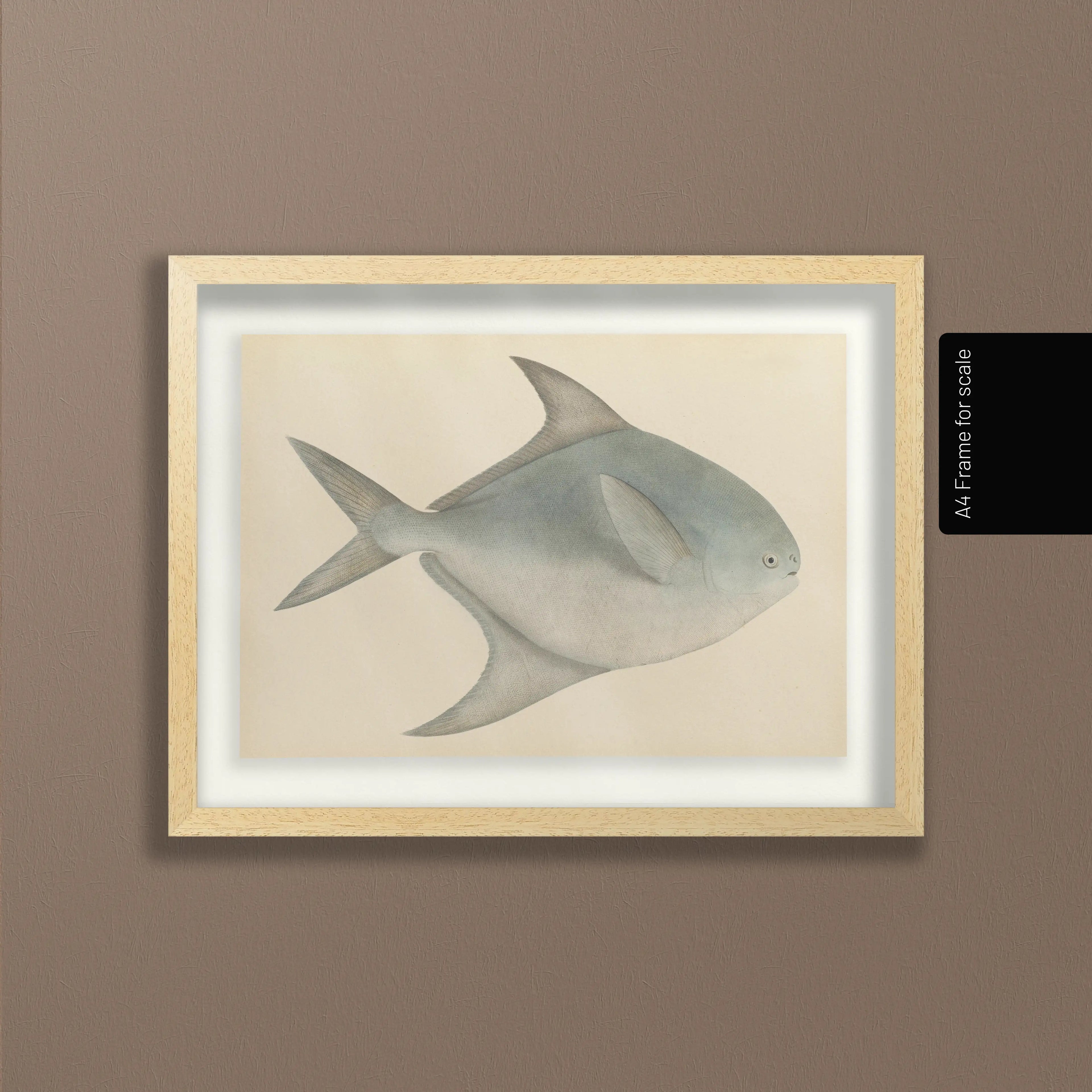 Natural History: Plate No. 56