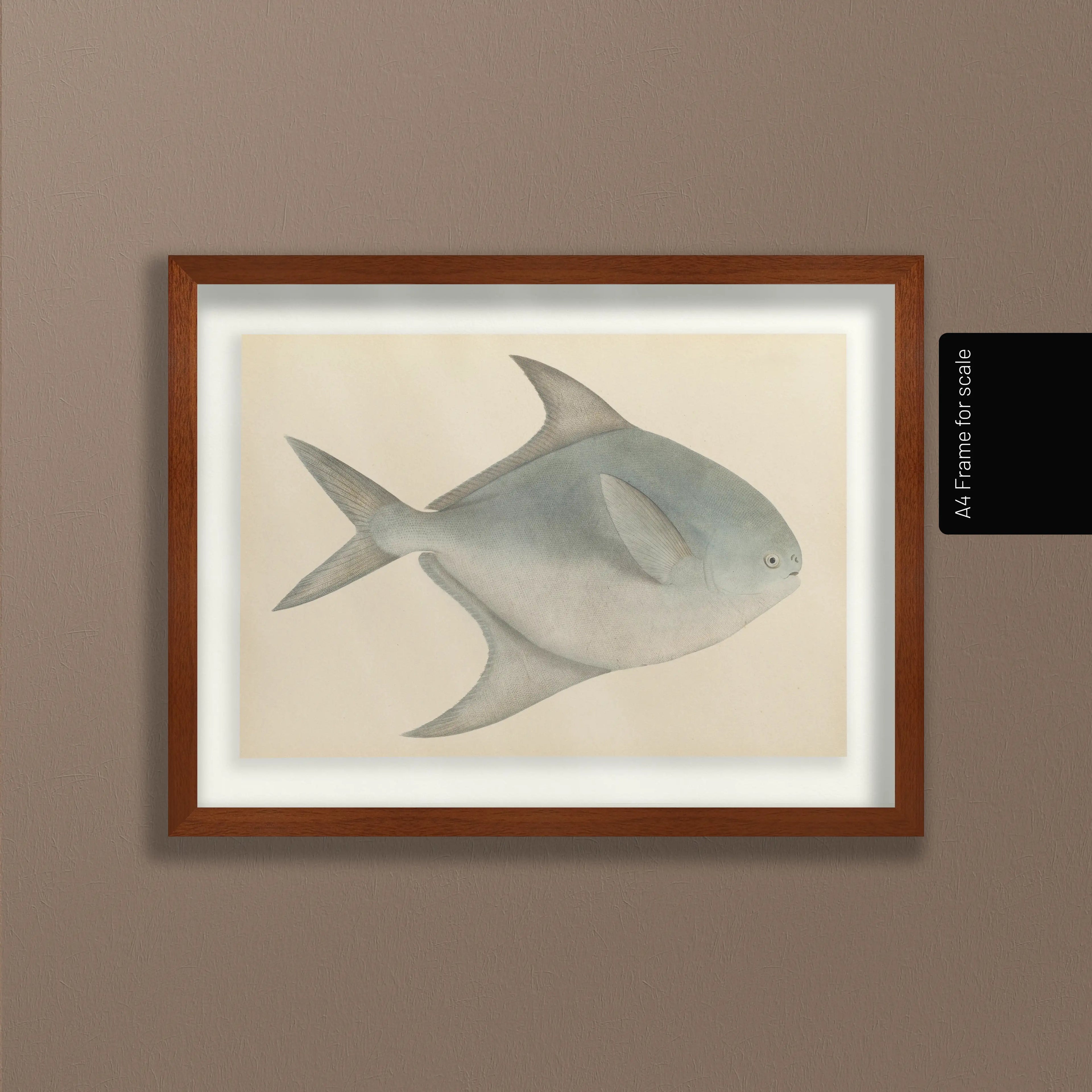 Natural History: Plate No. 56