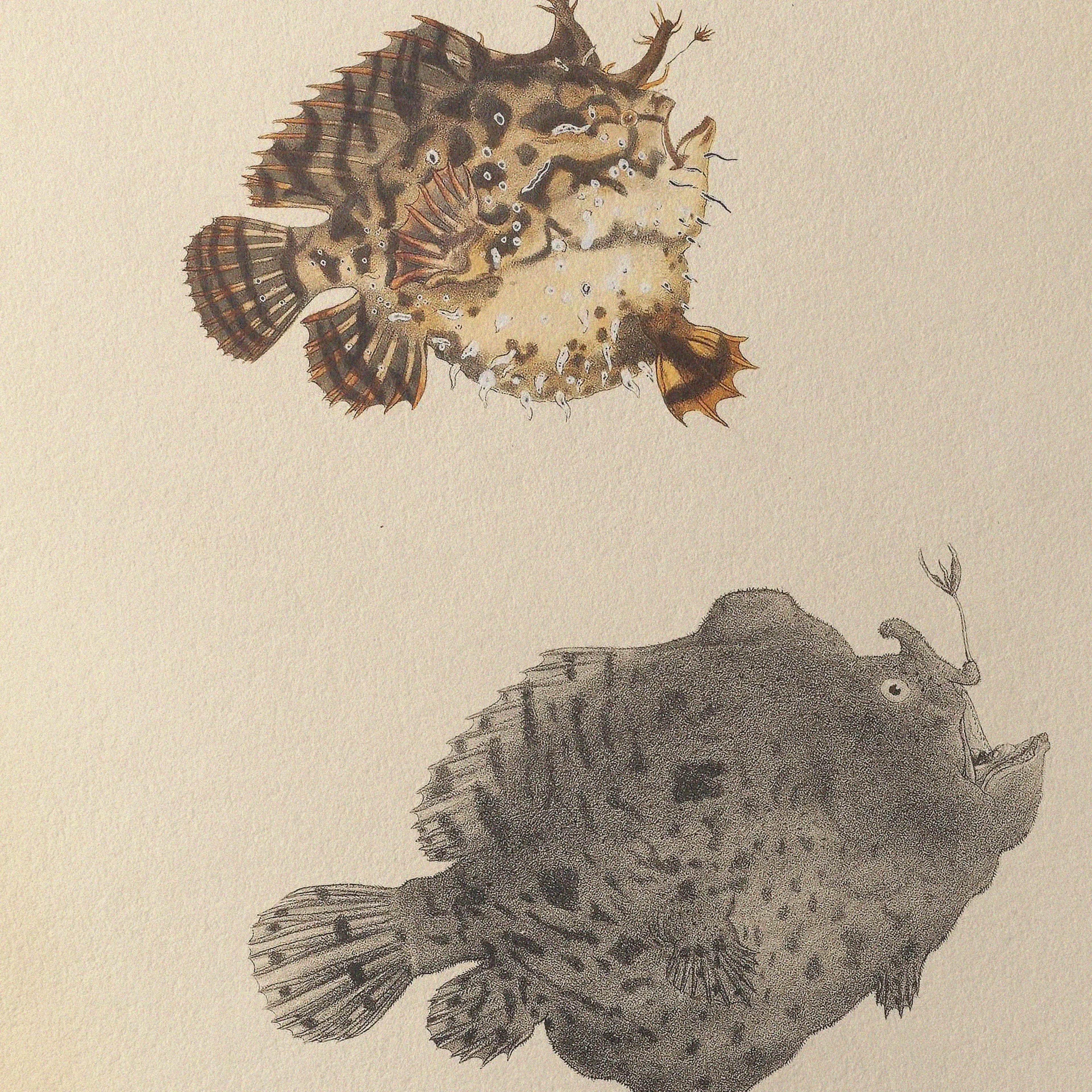Natural History: Plate No. 57