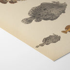 Natural History: Plate No. 57