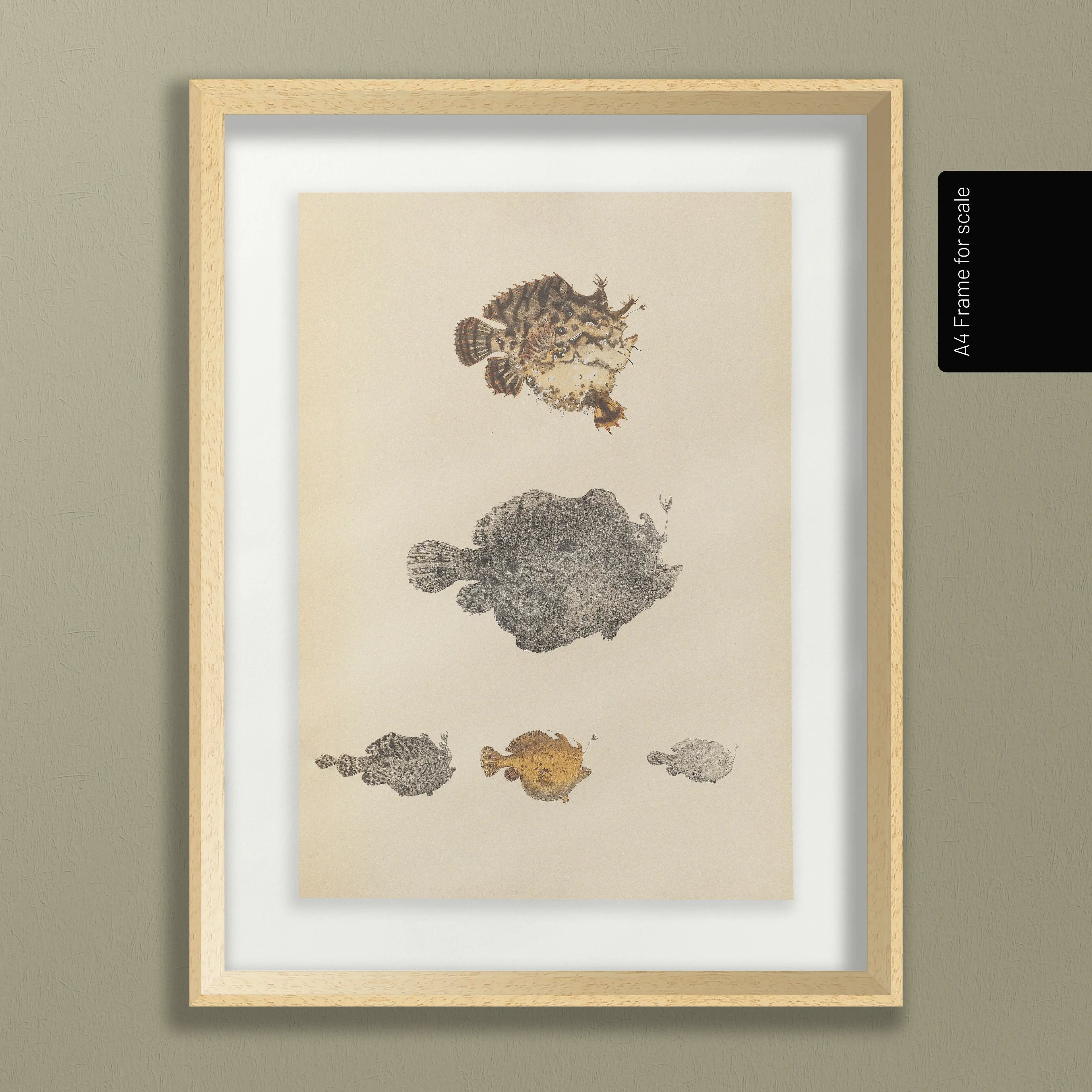 Natural History: Plate No. 57