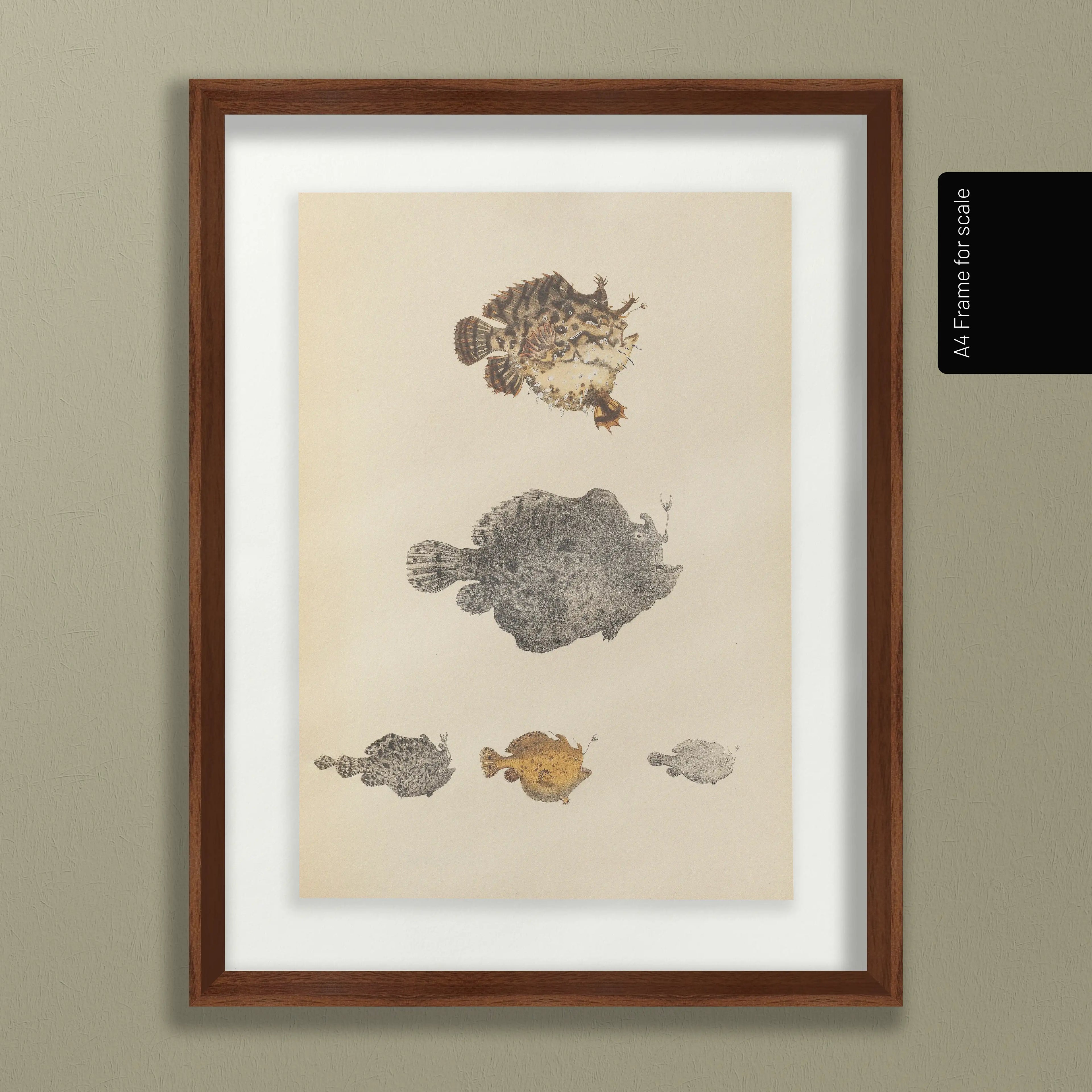 Natural History: Plate No. 57