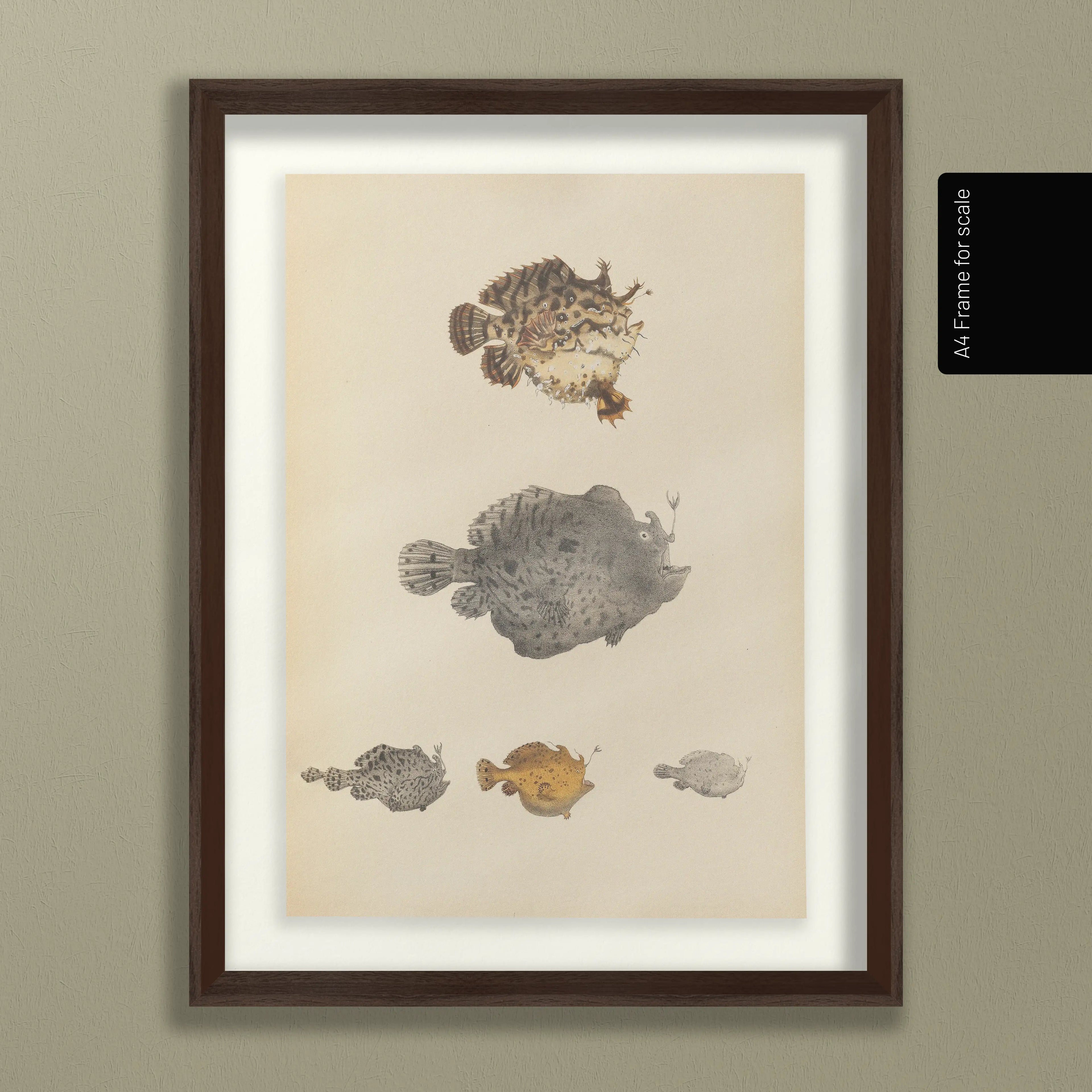 Natural History: Plate No. 57