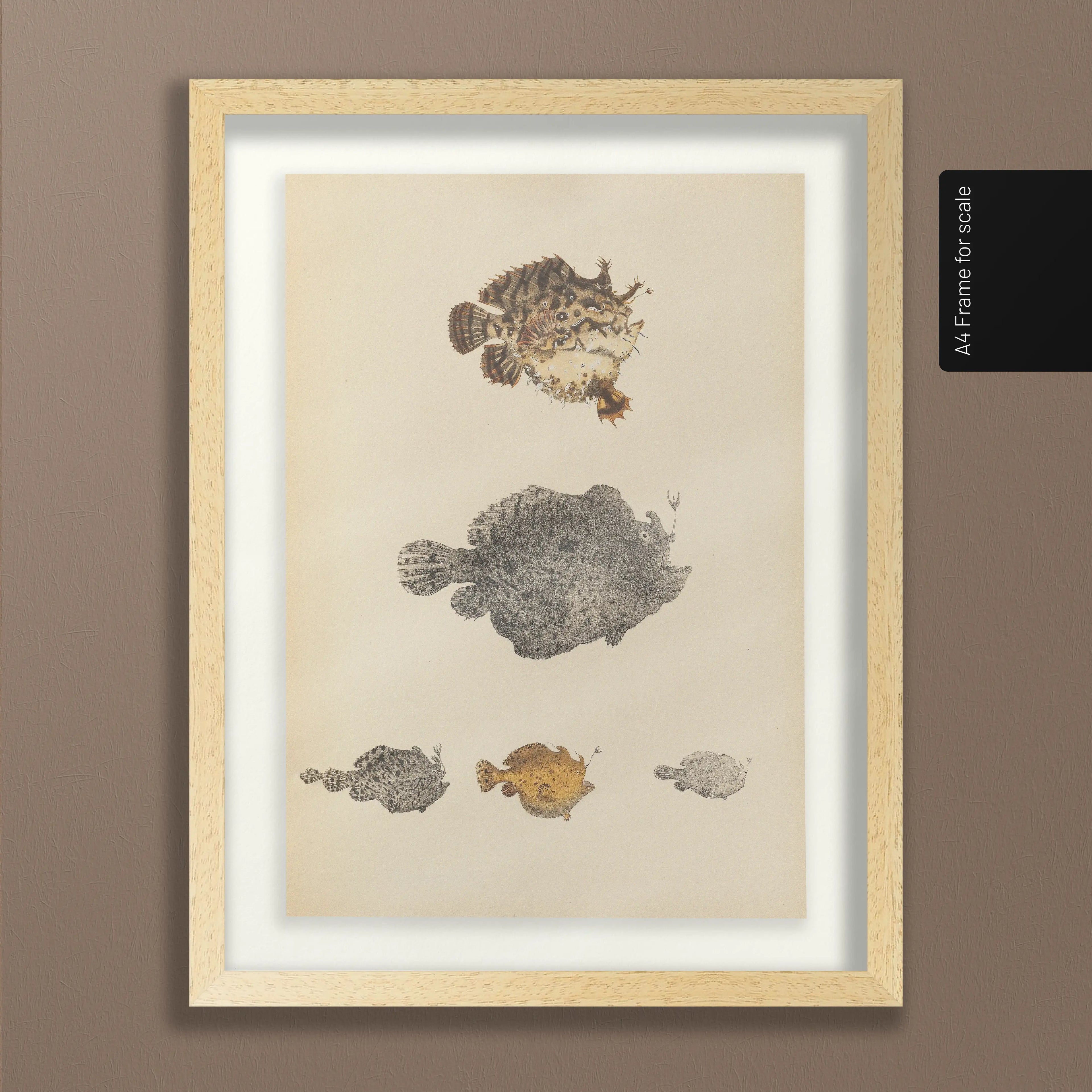 Natural History: Plate No. 57