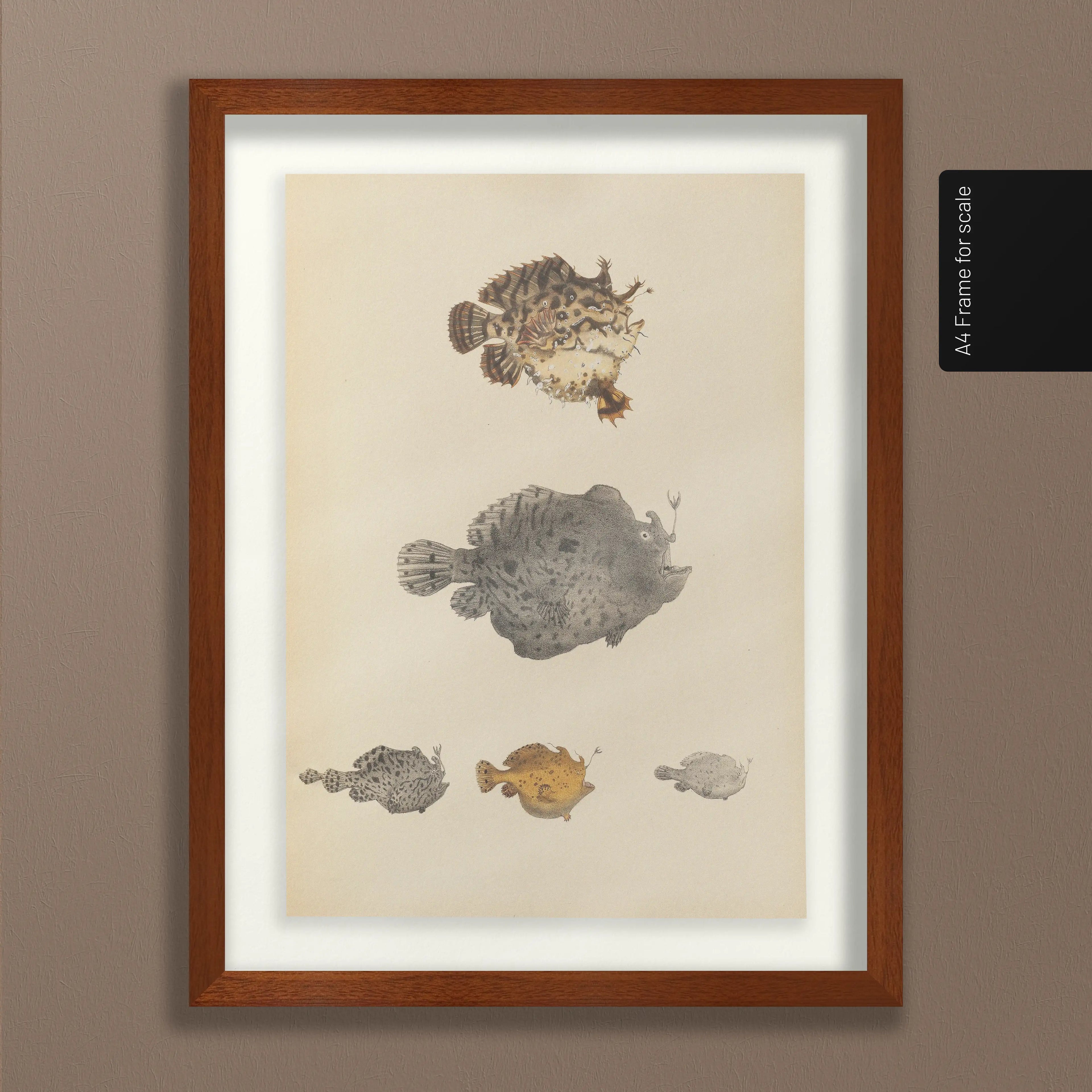 Natural History: Plate No. 57