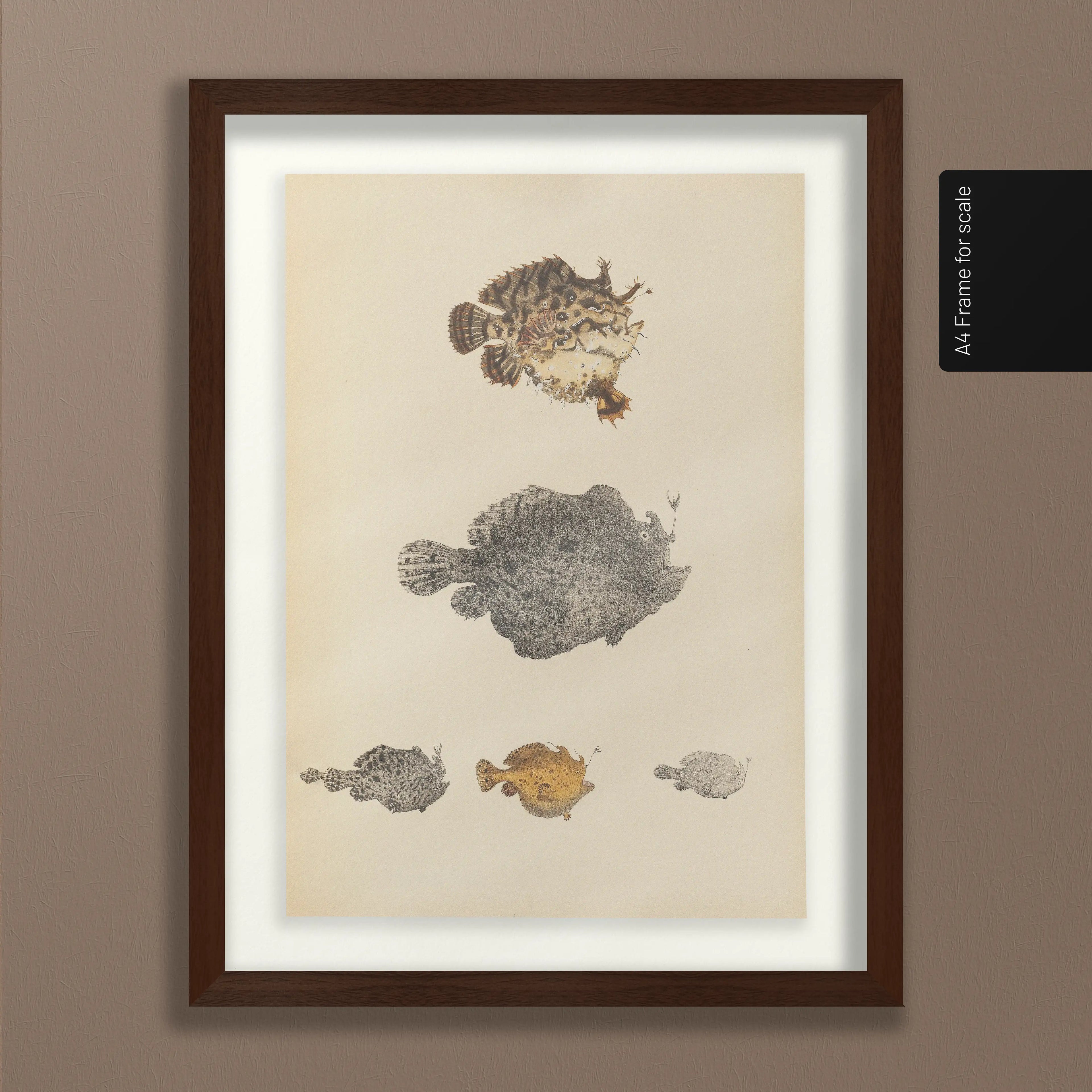 Natural History: Plate No. 57