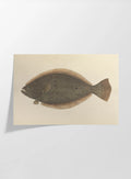 Natural History: Plate No. 58