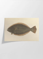 Natural History: Plate No. 58