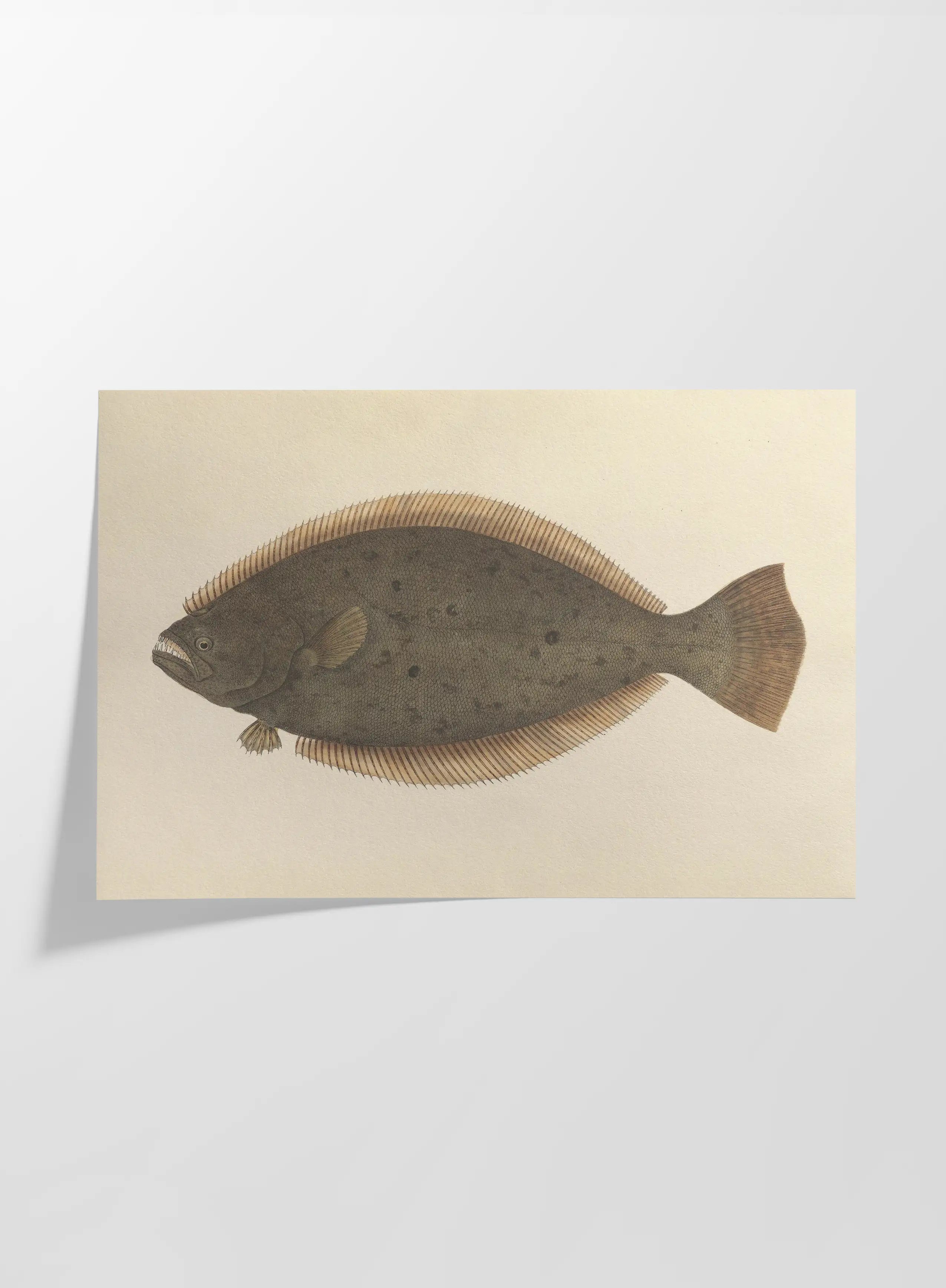 Natural History: Plate No. 58