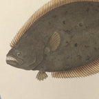 Natural History: Plate No. 58