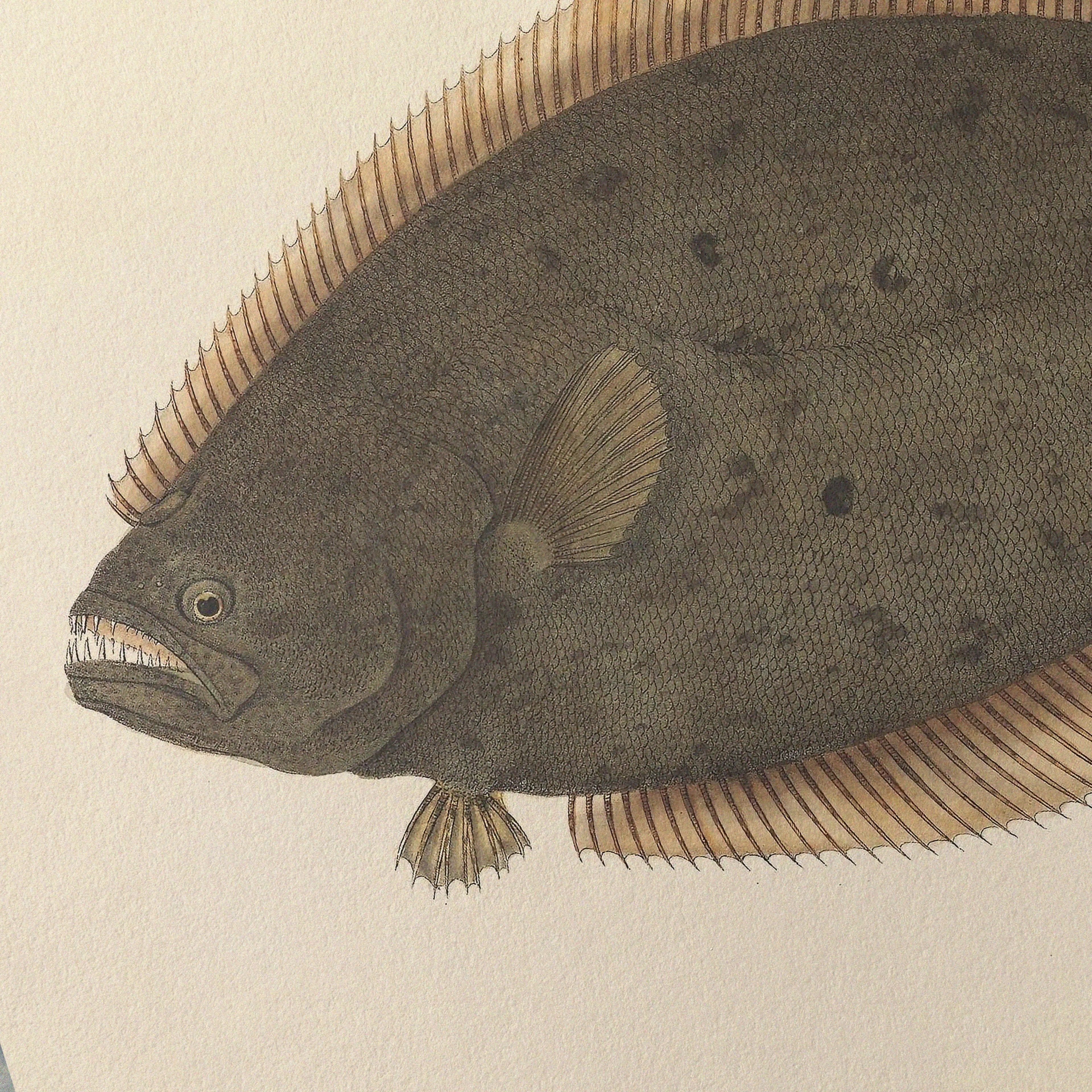 Natural History: Plate No. 58