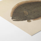 Natural History: Plate No. 58
