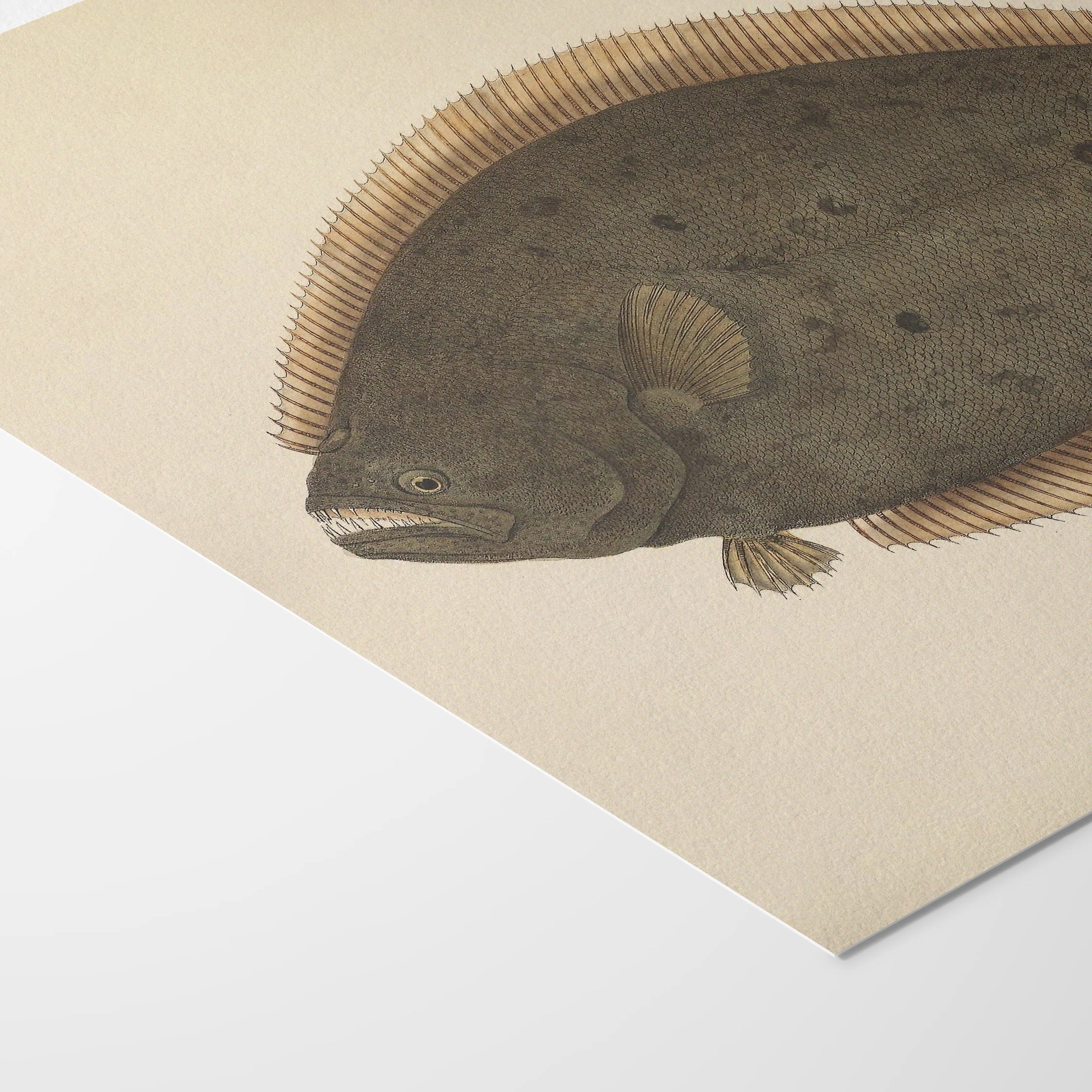 Natural History: Plate No. 58