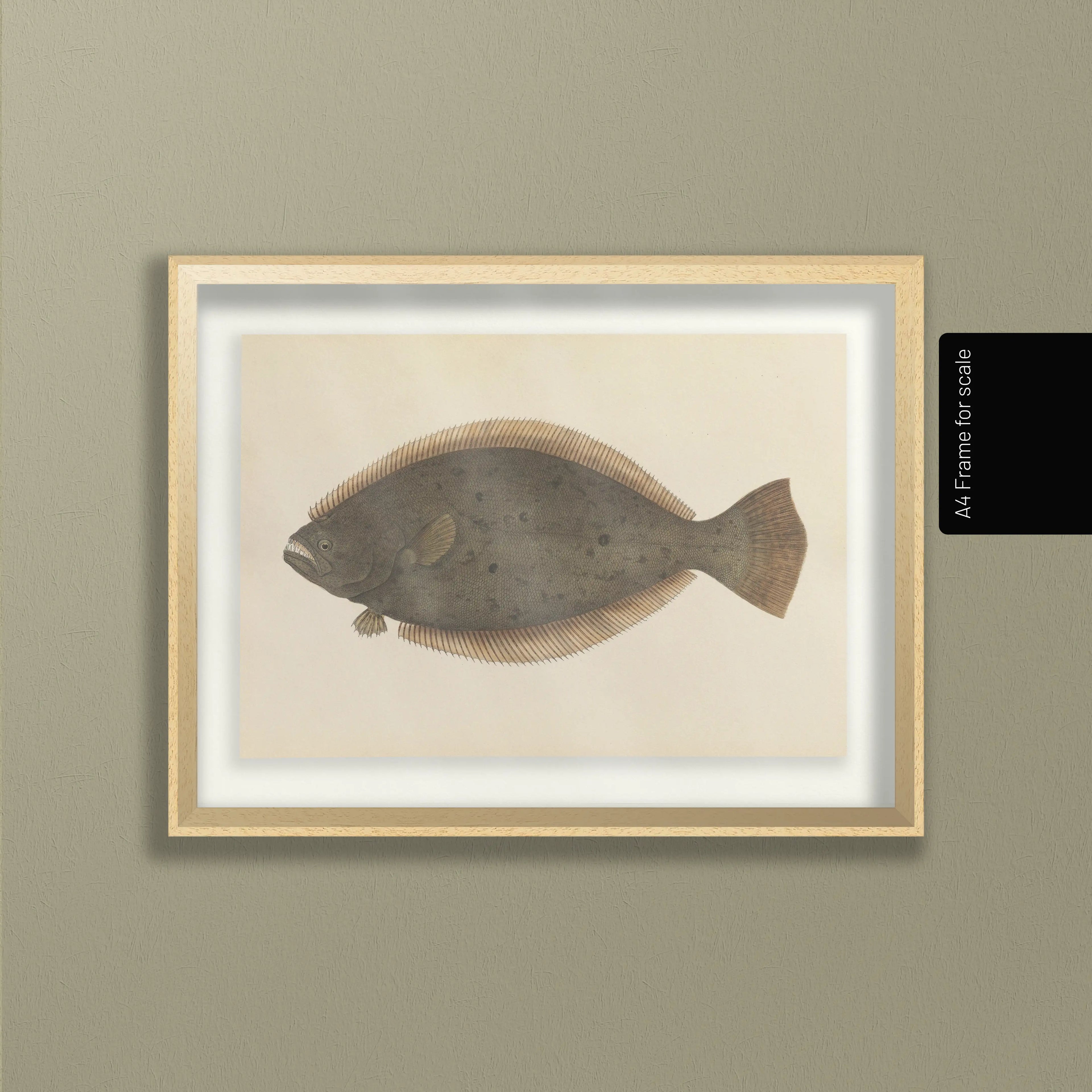 Natural History: Plate No. 58