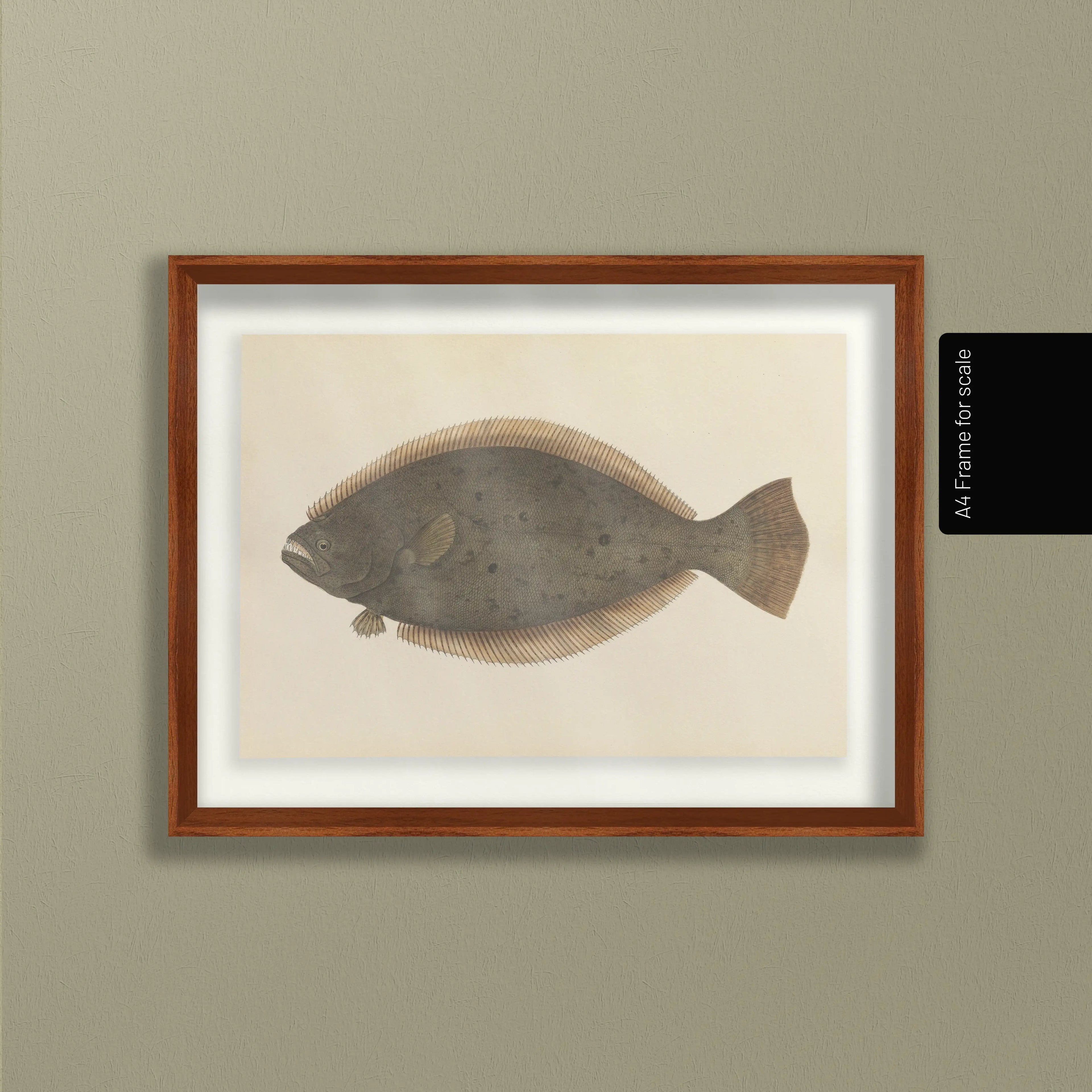 Natural History: Plate No. 58