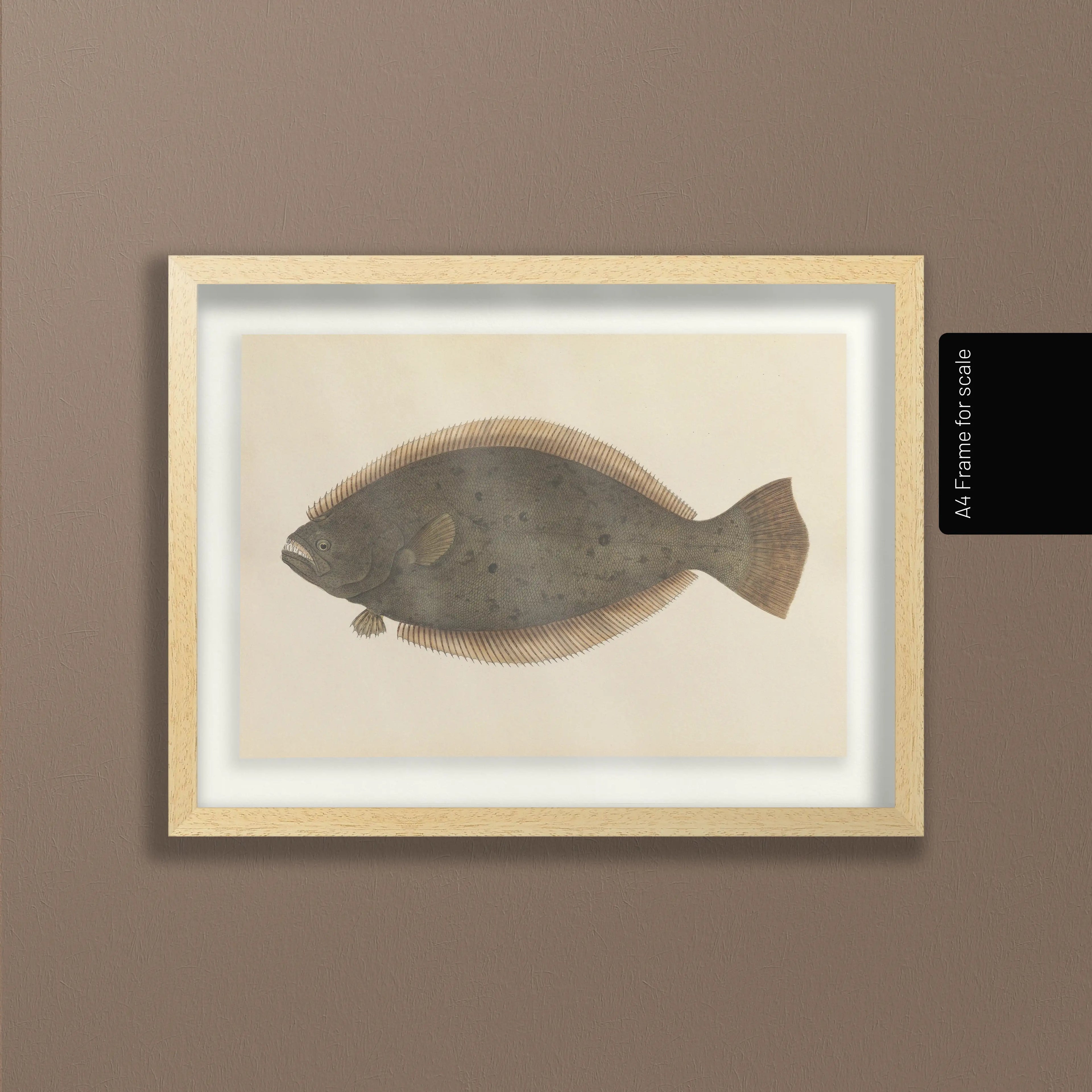 Natural History: Plate No. 58