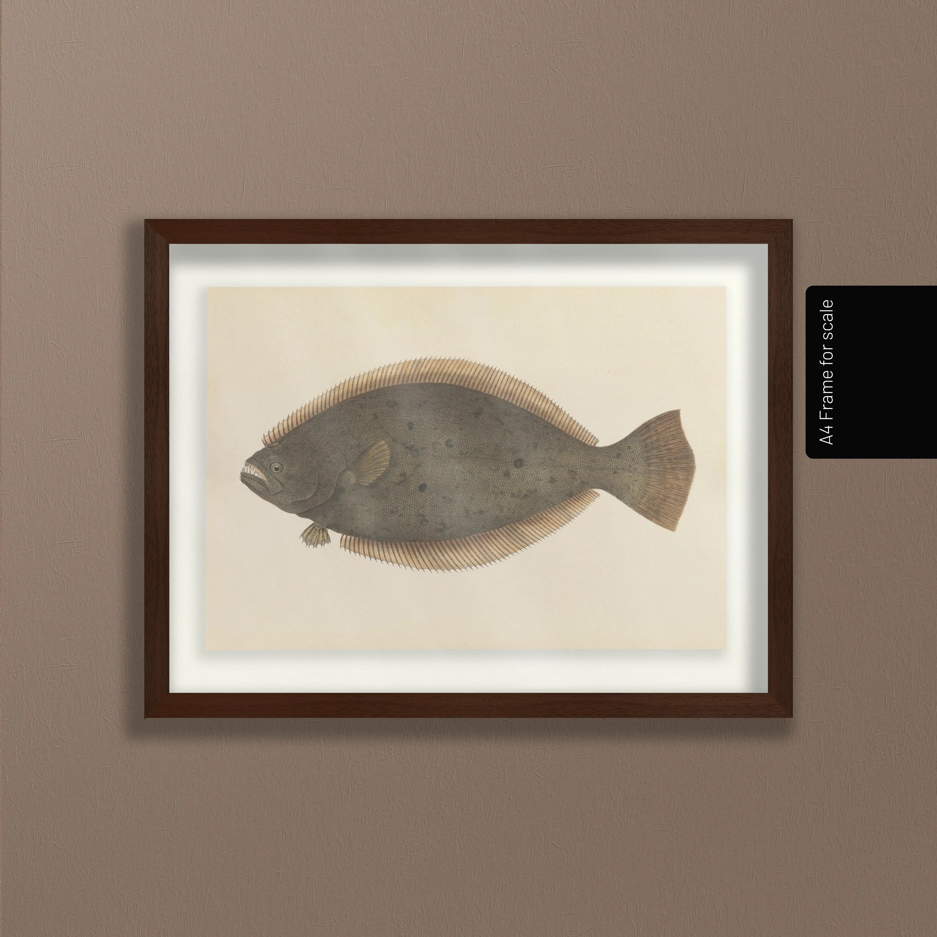 Natural History: Plate No. 58