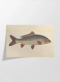 Natural History: Plate No. 59