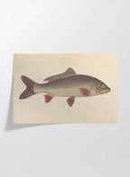 Natural History: Plate No. 59