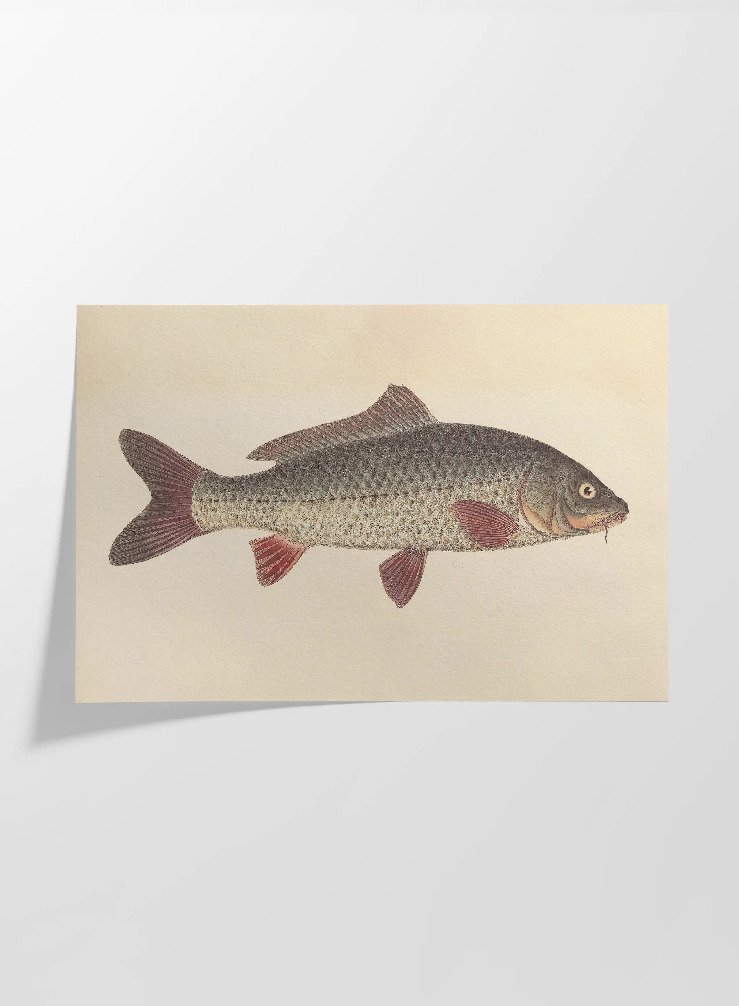 Natural History: Plate No. 59