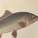 Natural History: Plate No. 59