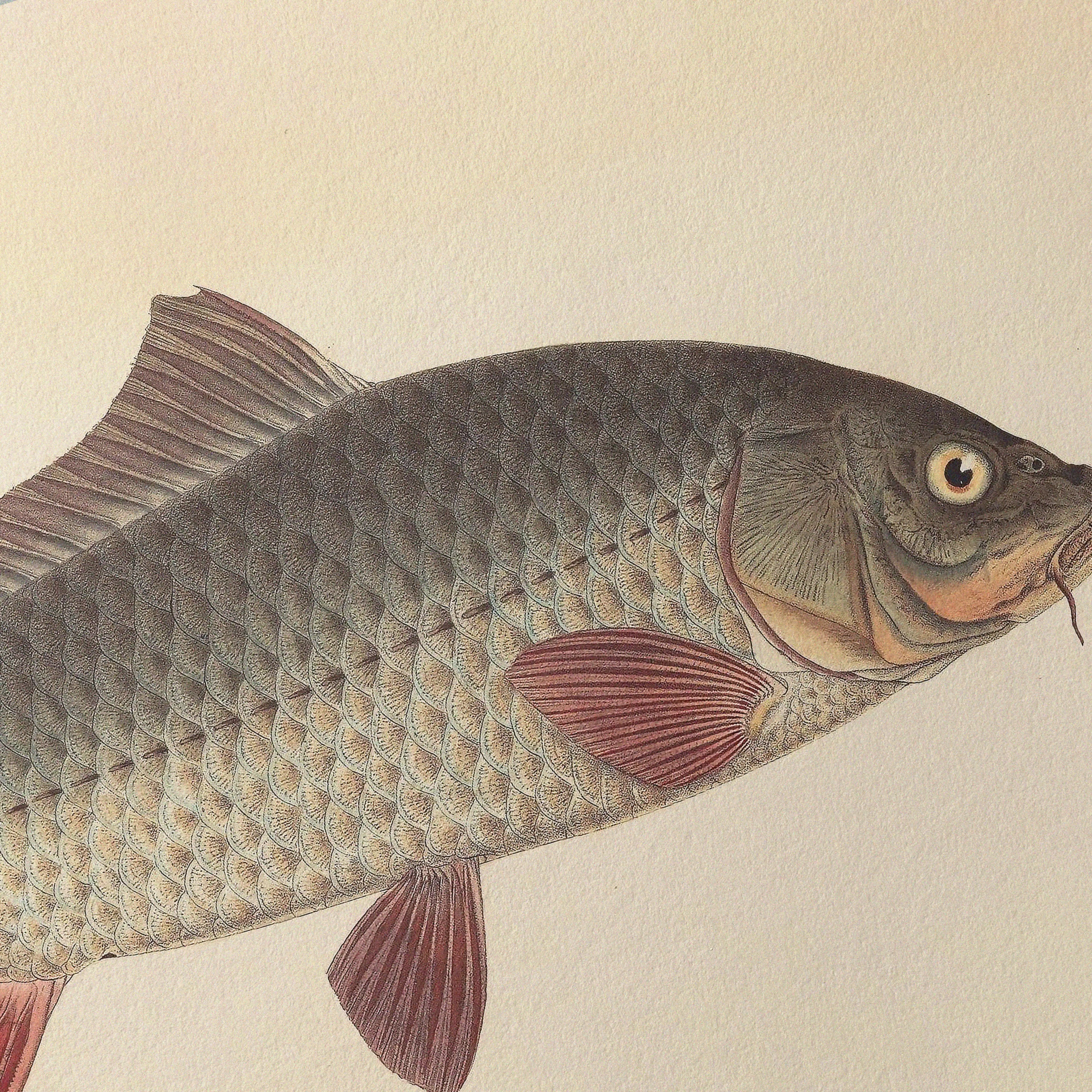 Natural History: Plate No. 59