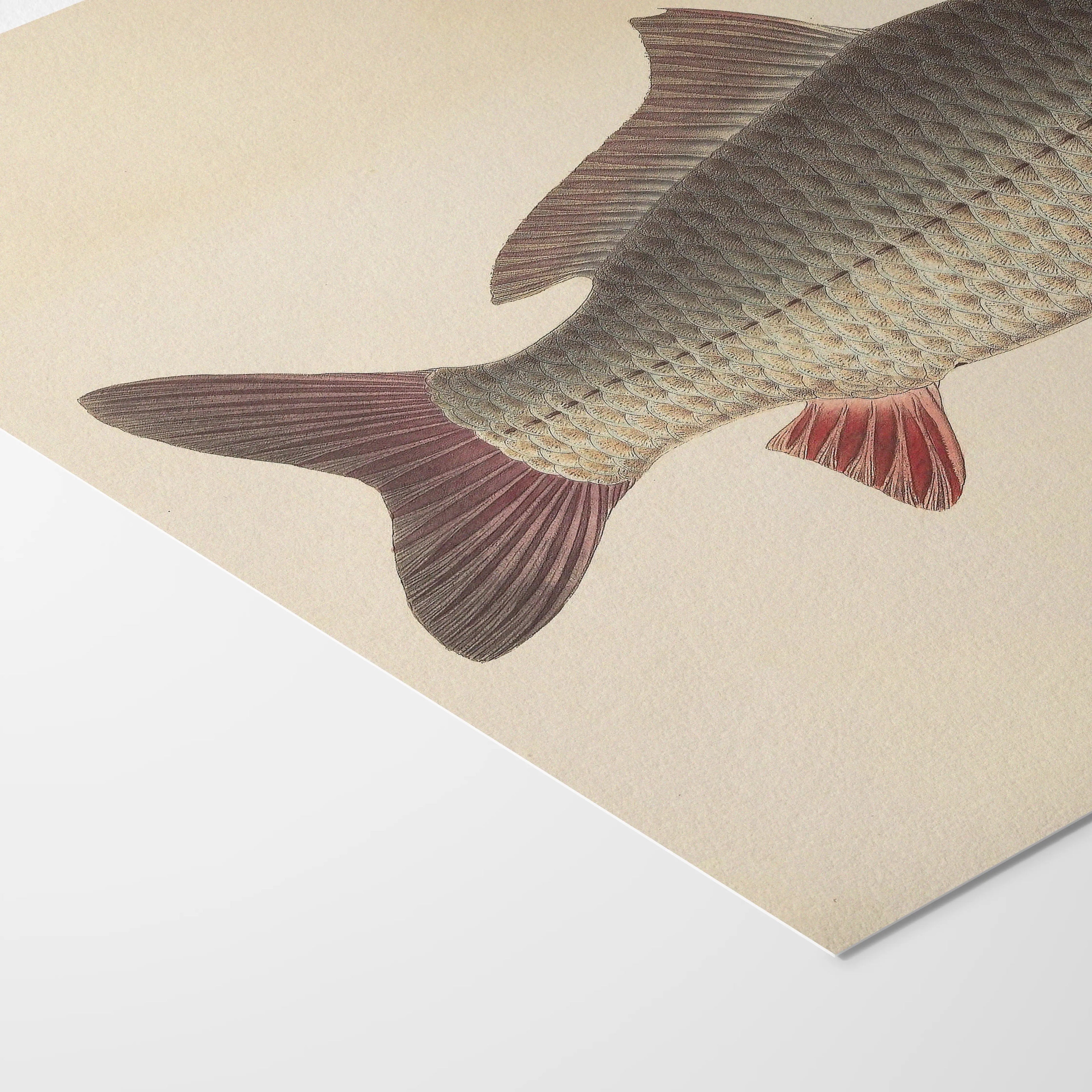 Natural History: Plate No. 59