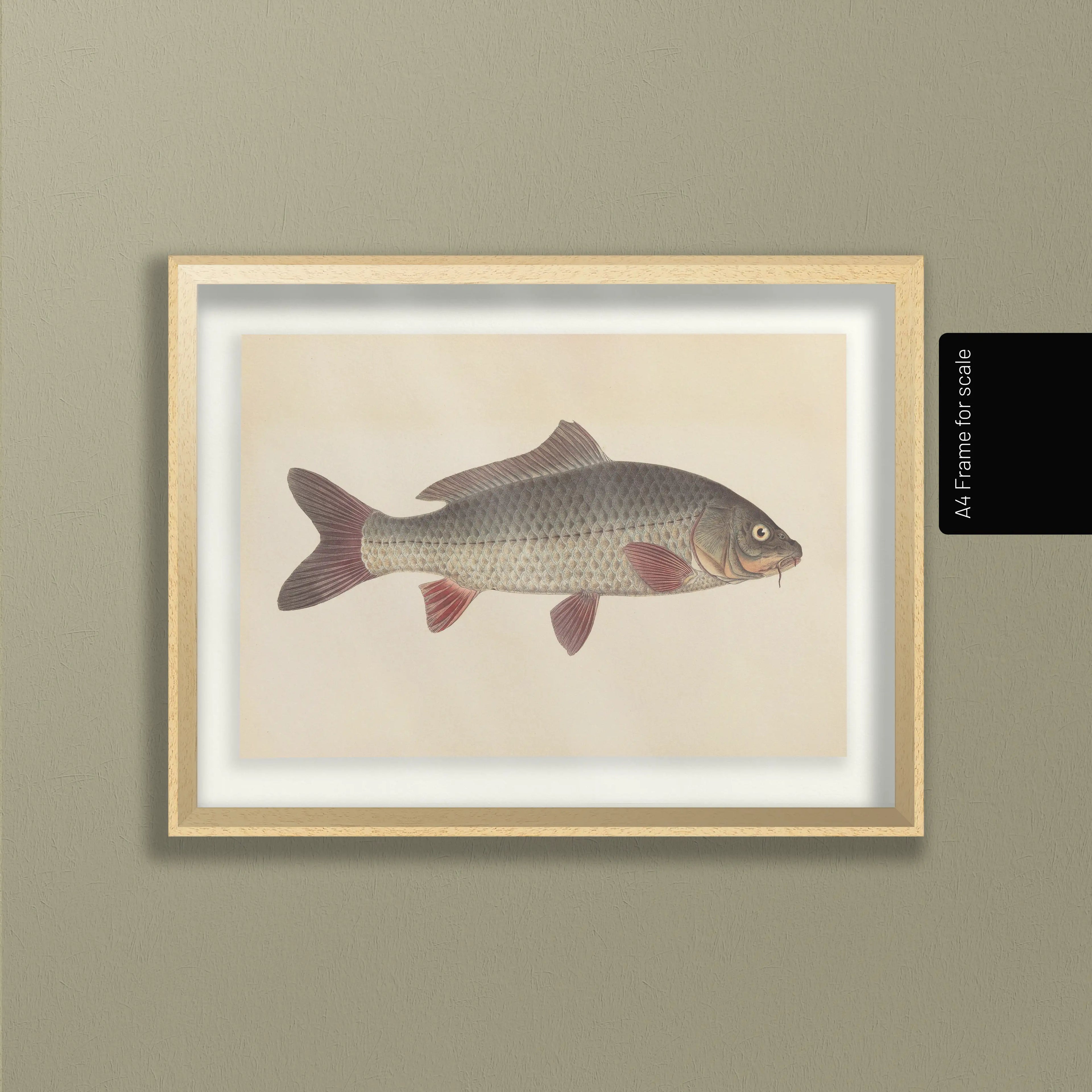 Natural History: Plate No. 59