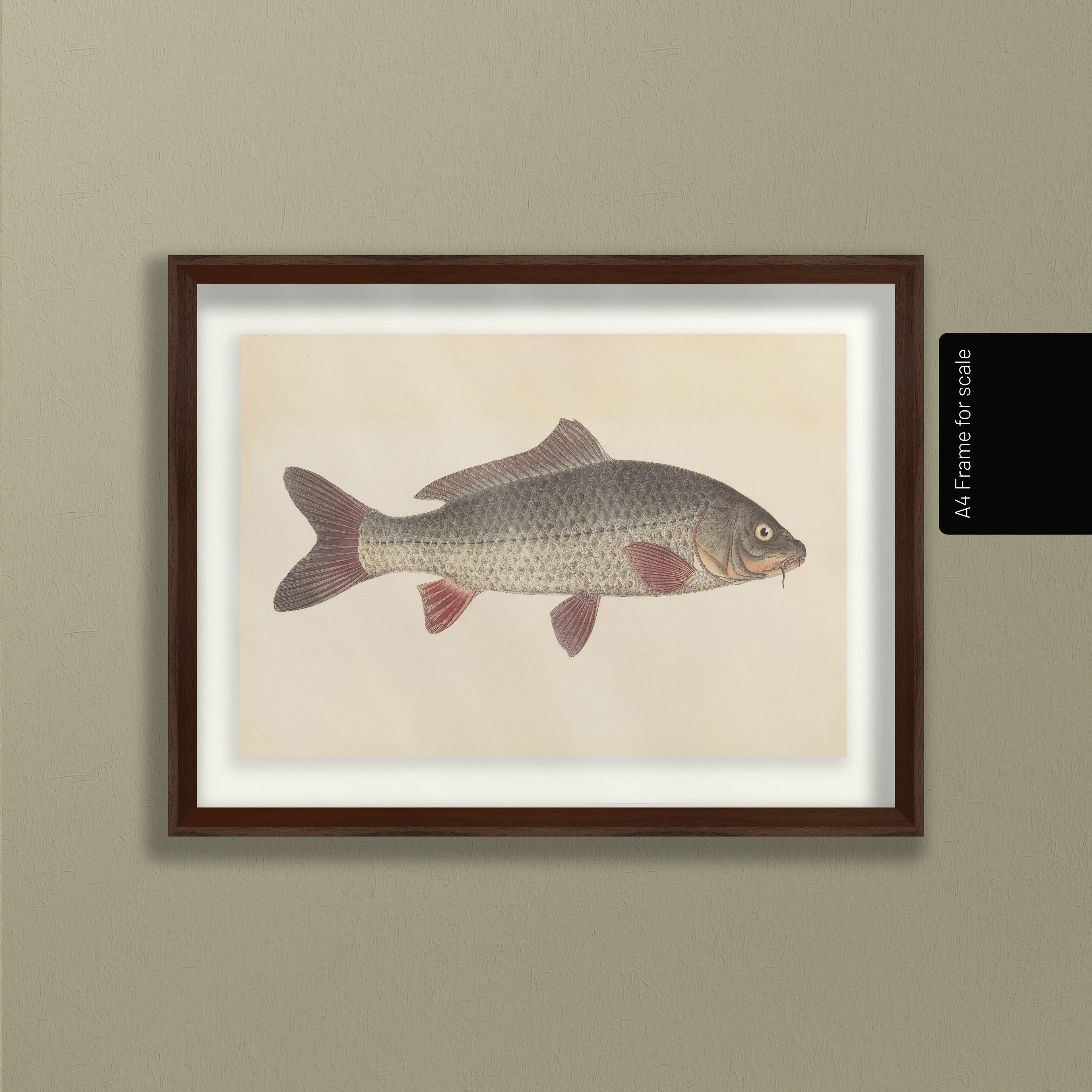 Natural History: Plate No. 59