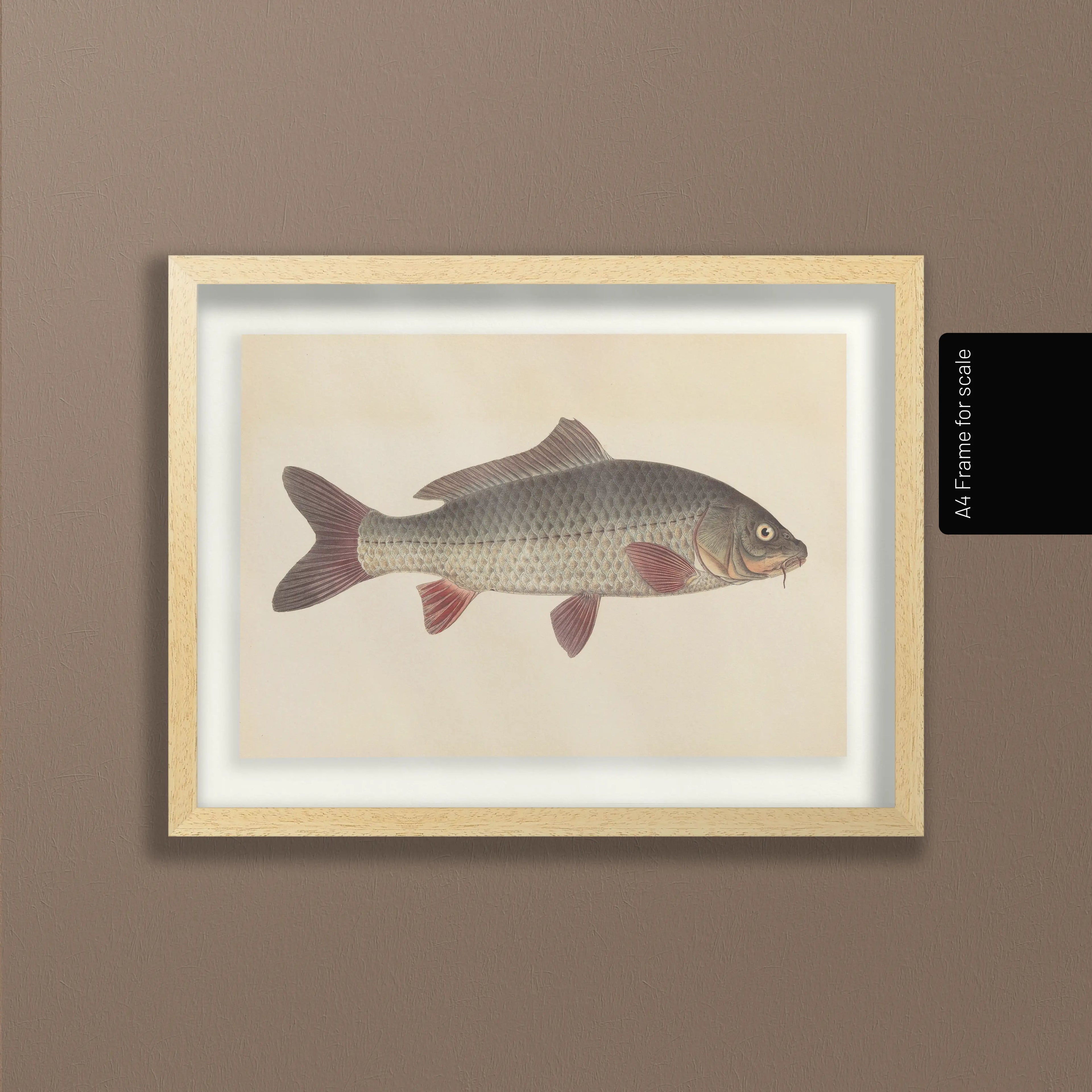 Natural History: Plate No. 59