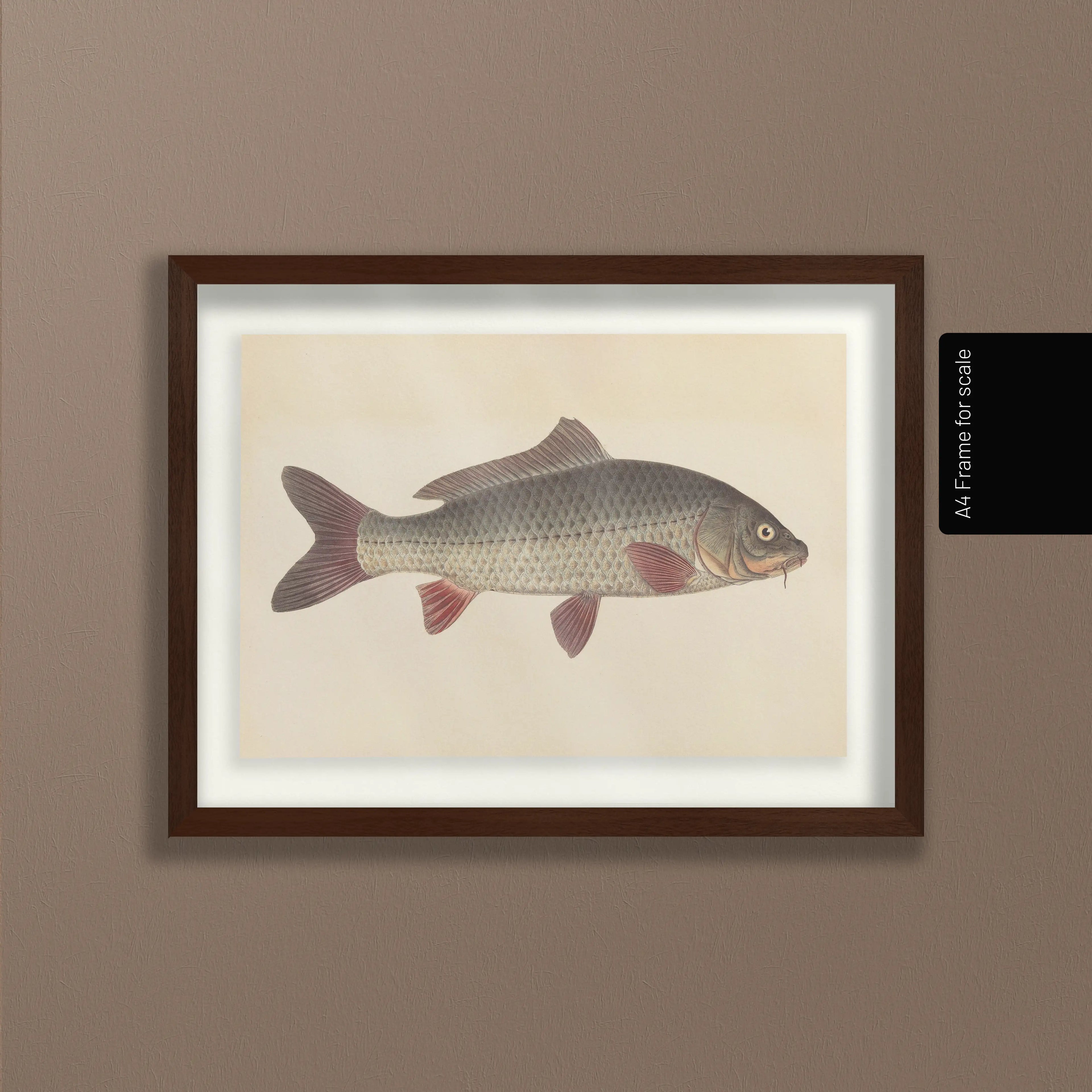 Natural History: Plate No. 59