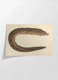 Natural History: Plate No. 60