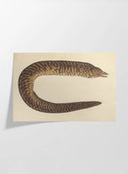 Natural History: Plate No. 60