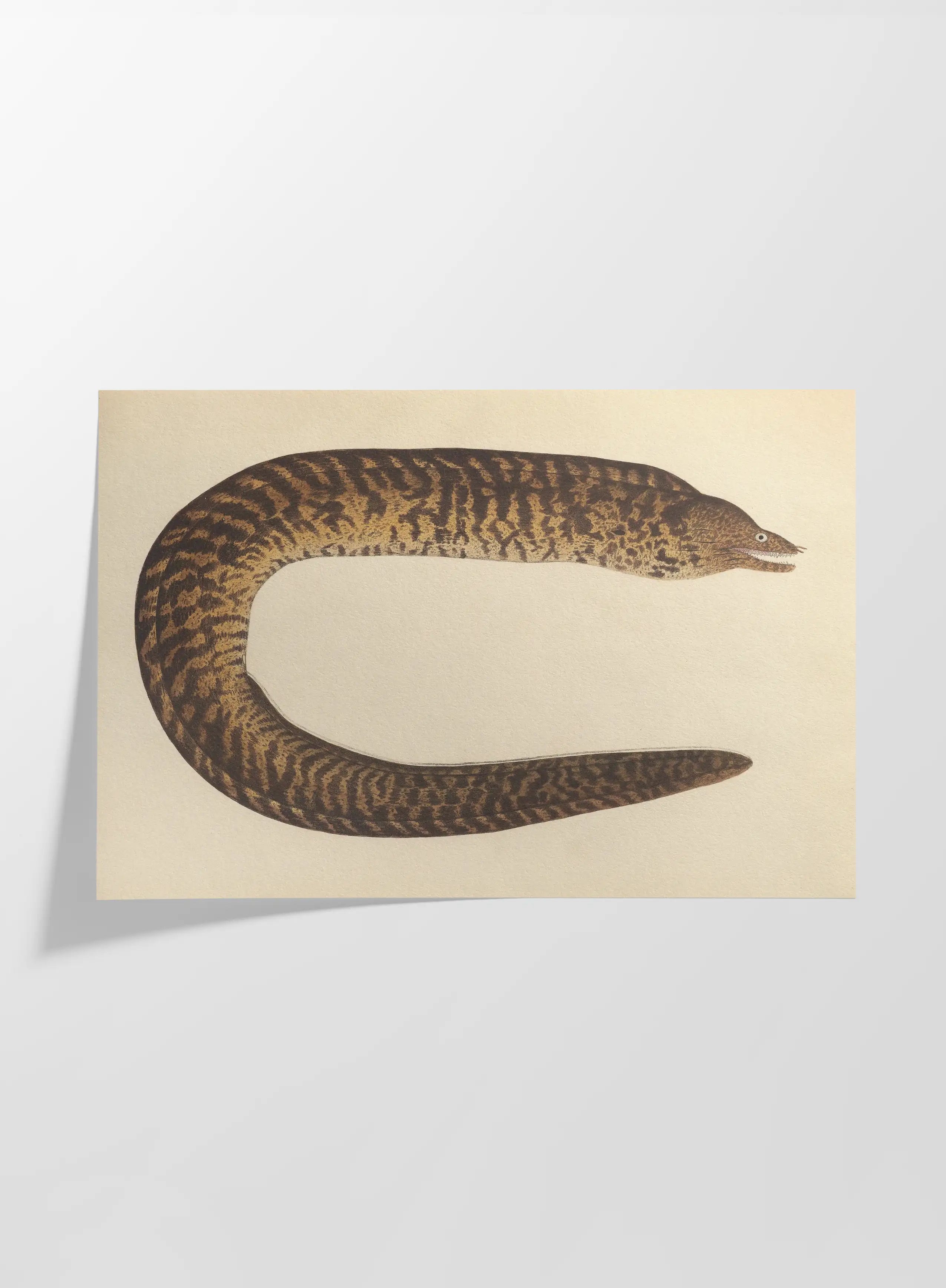 Natural History: Plate No. 60