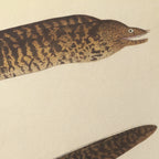 Natural History: Plate No. 60