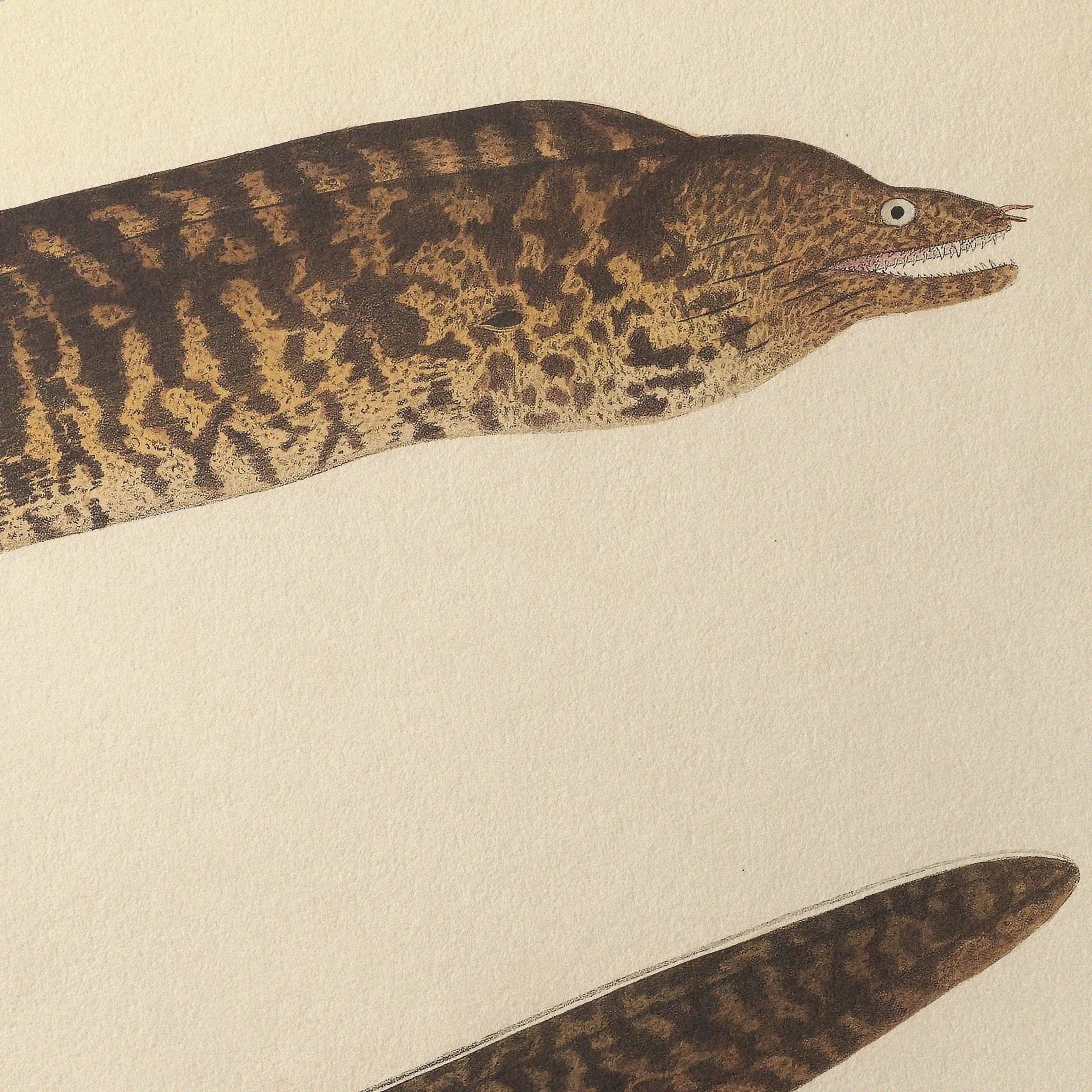 Natural History: Plate No. 60