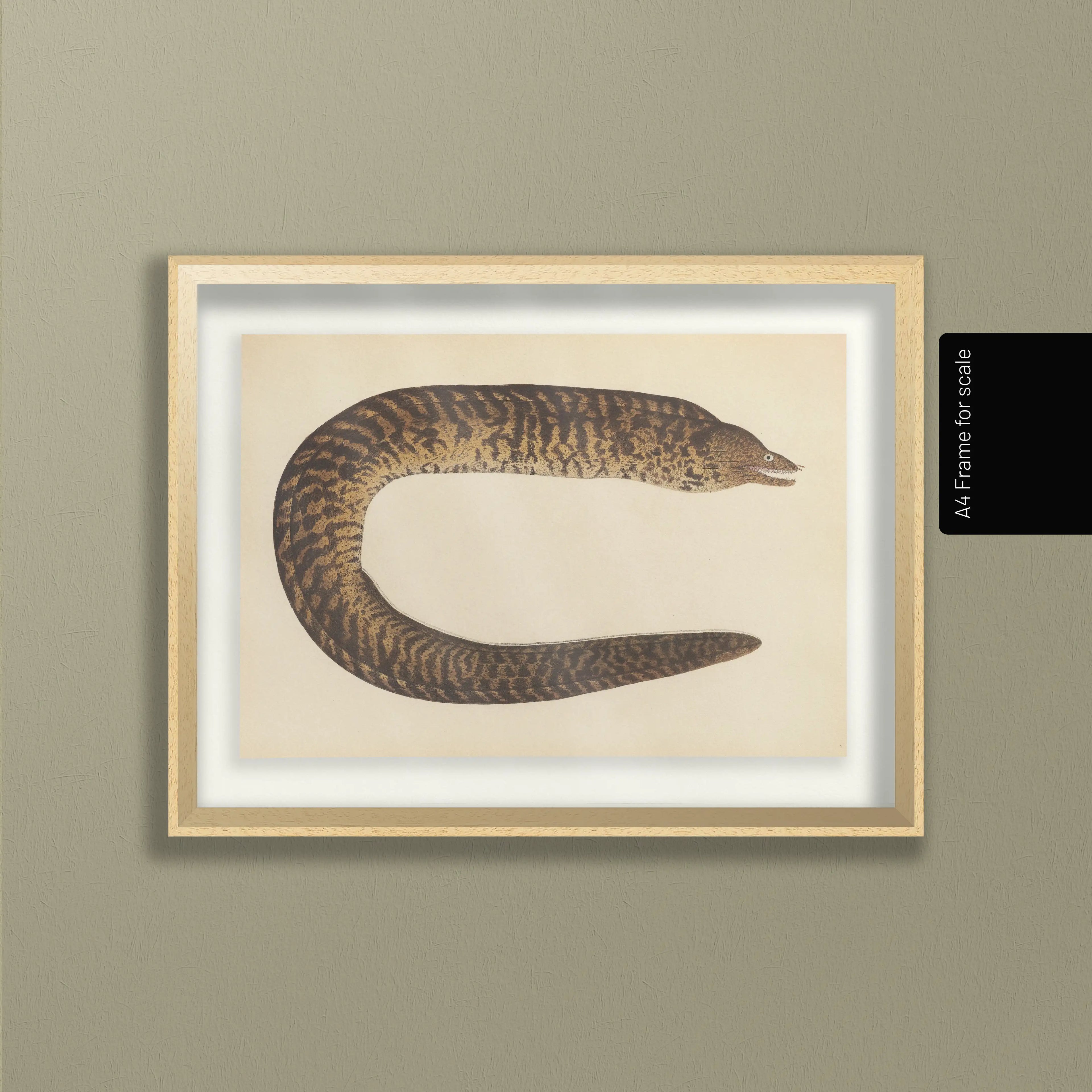 Natural History: Plate No. 60