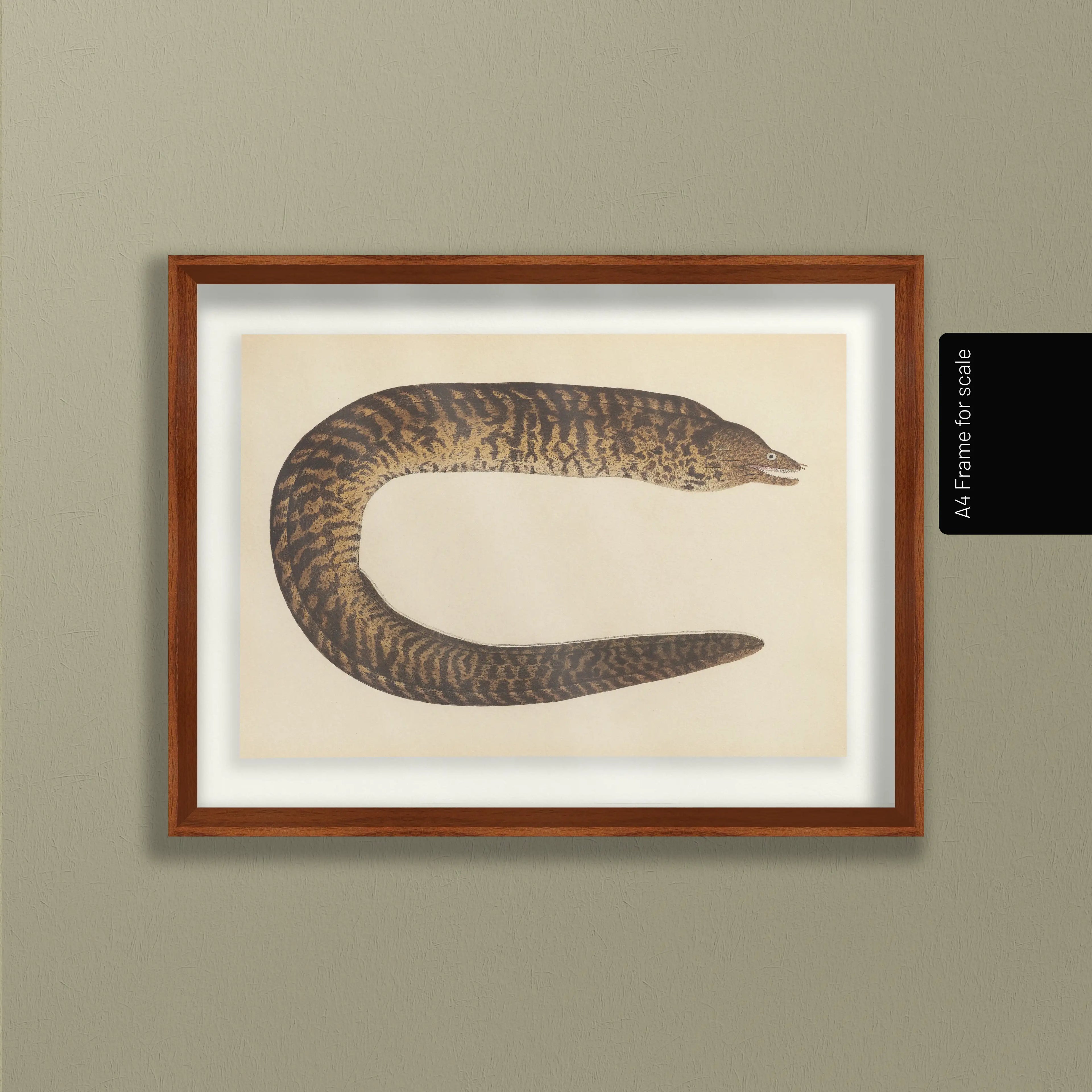 Natural History: Plate No. 60