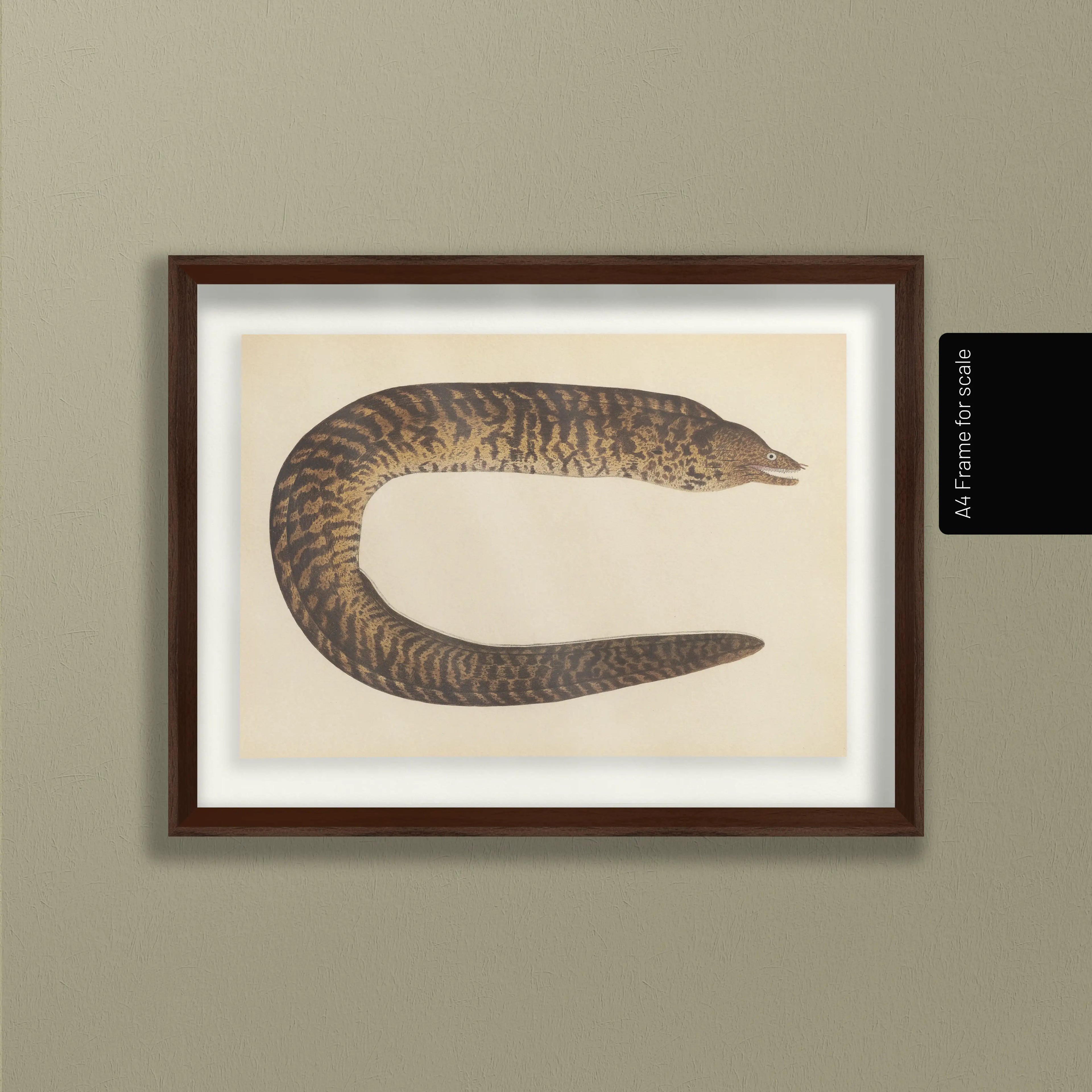 Natural History: Plate No. 60