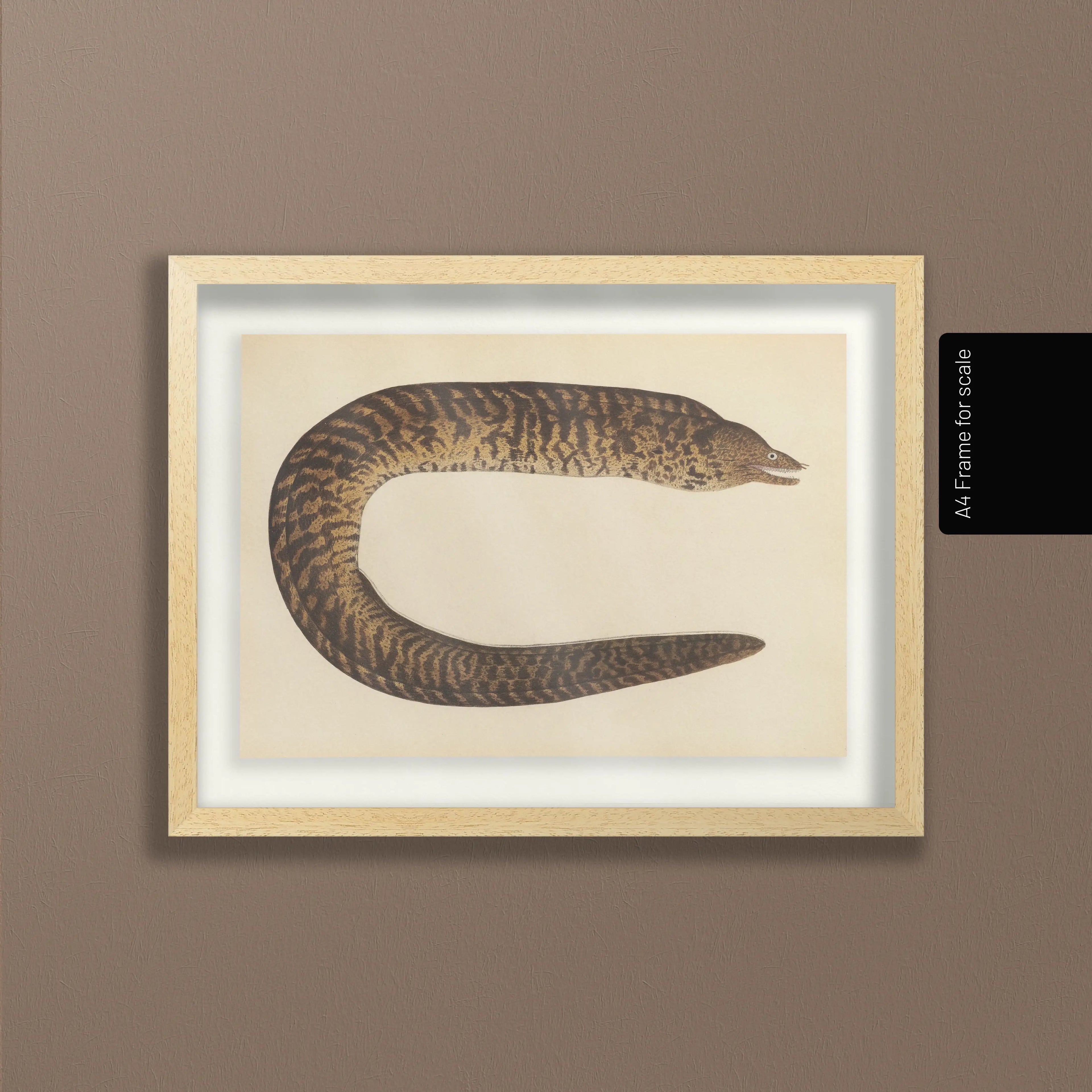 Natural History: Plate No. 60
