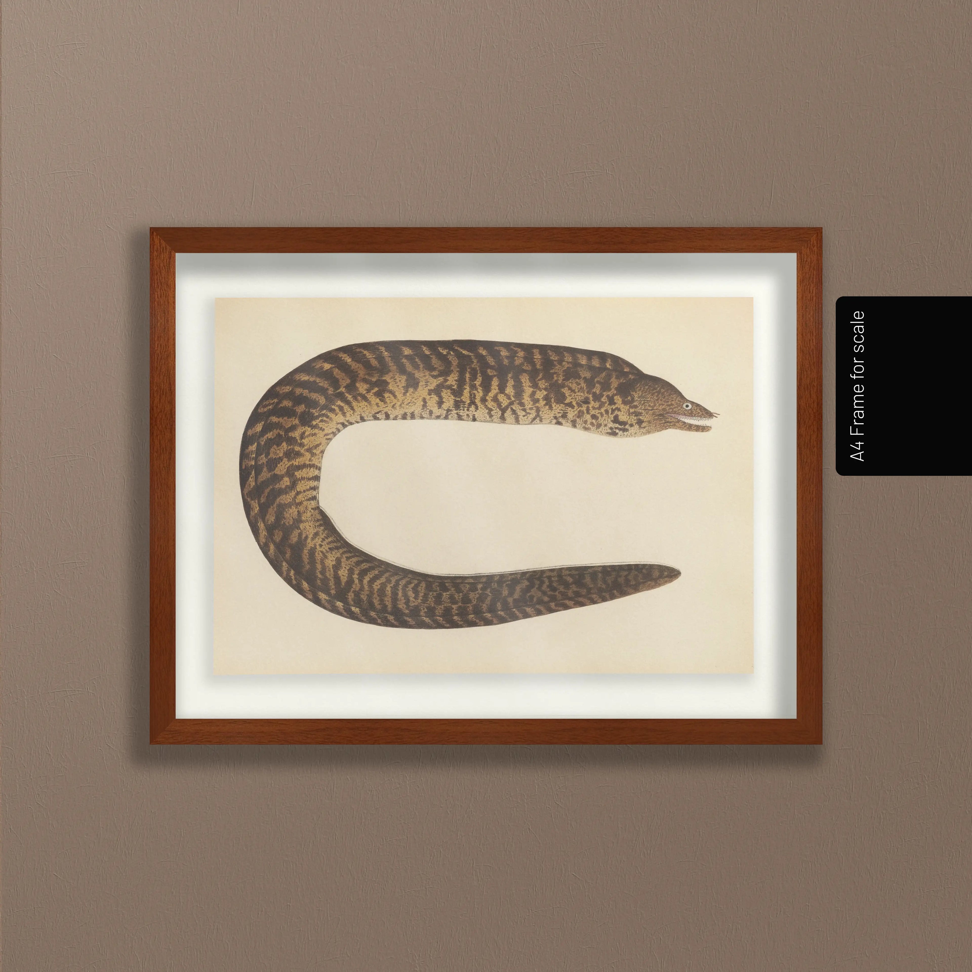 Natural History: Plate No. 60