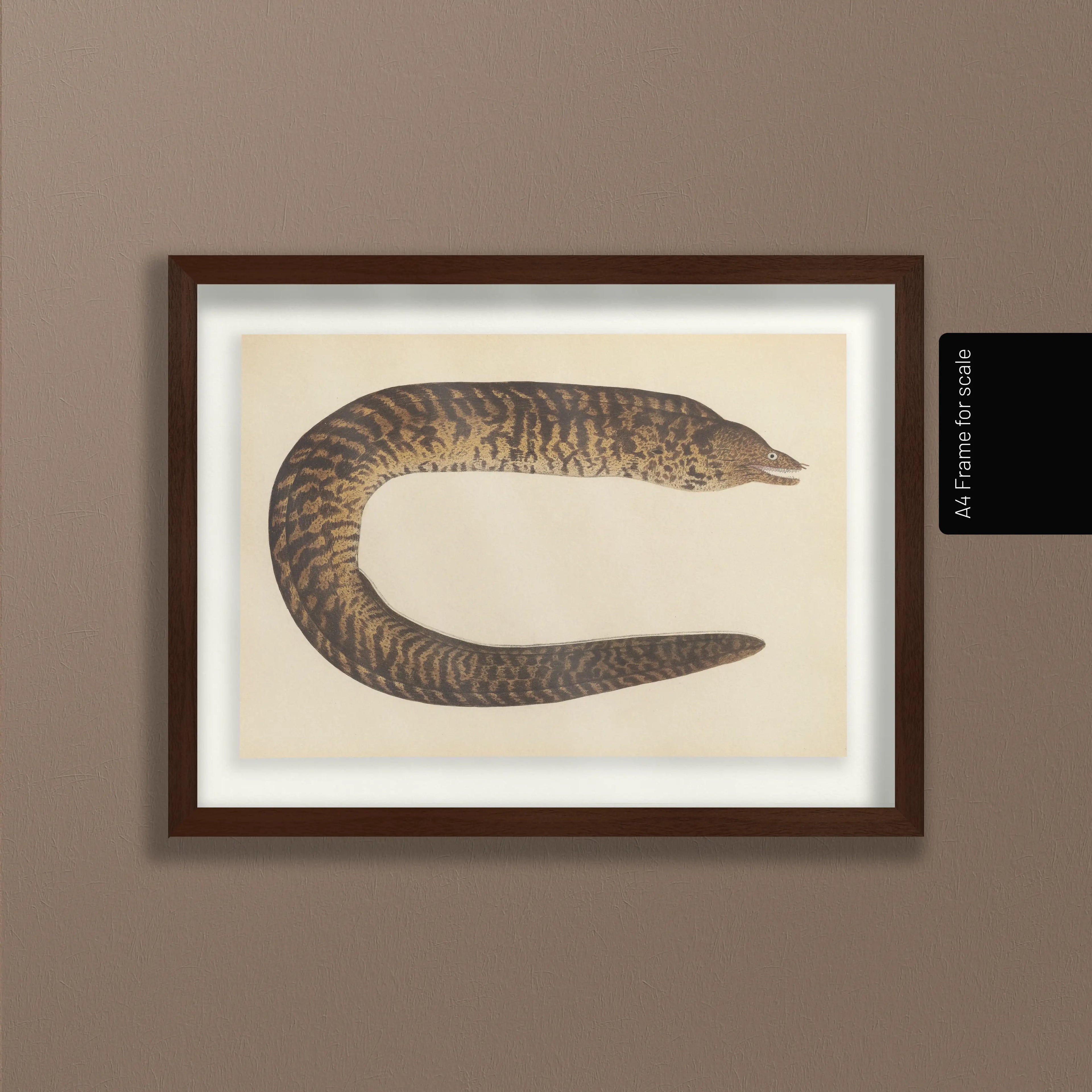 Natural History: Plate No. 60