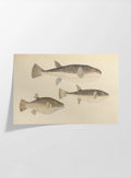 Natural History: Plate No. 61