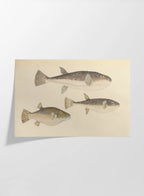 Natural History: Plate No. 61