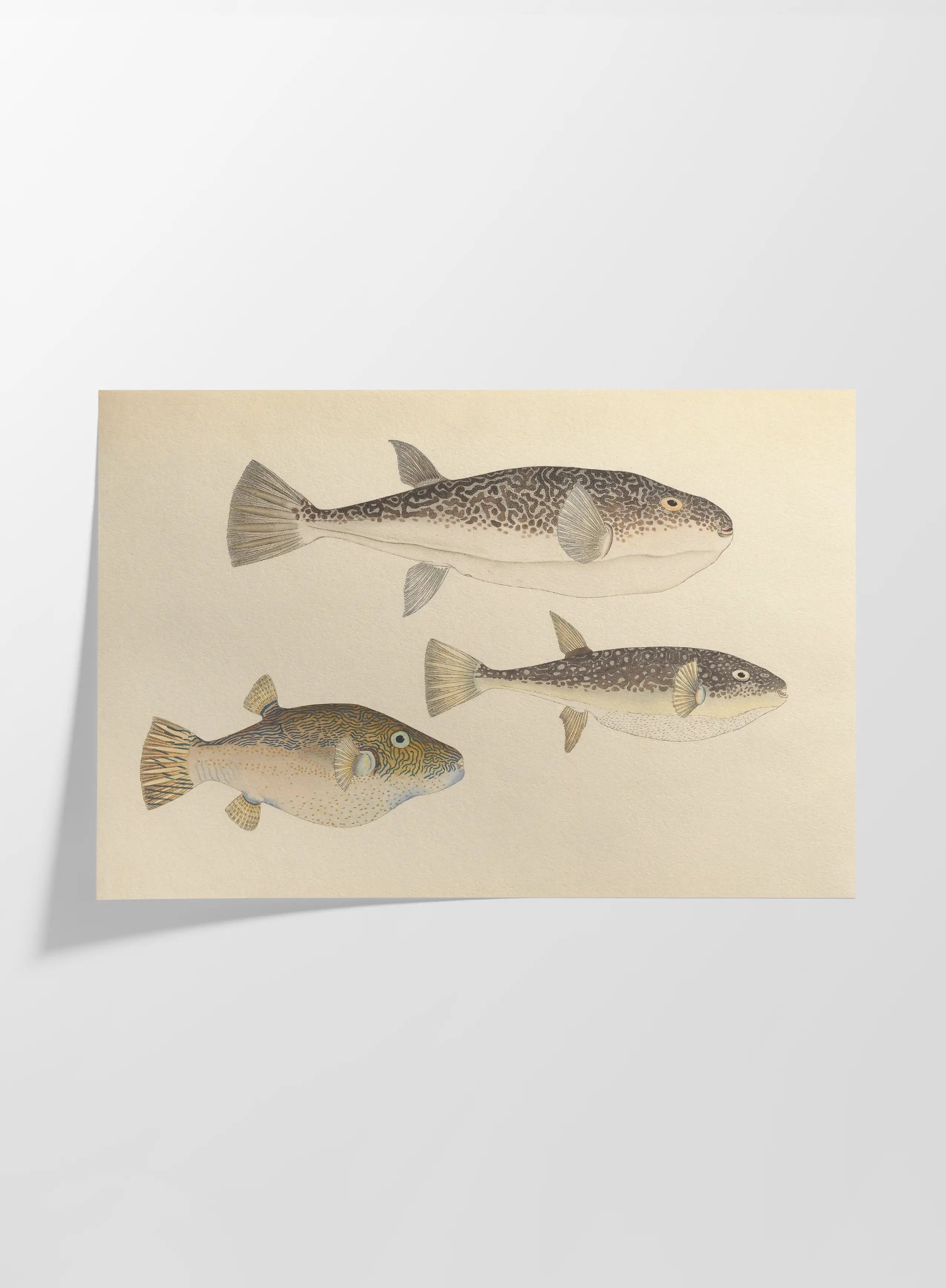 Natural History: Plate No. 61