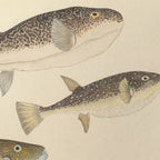 Natural History: Plate No. 61