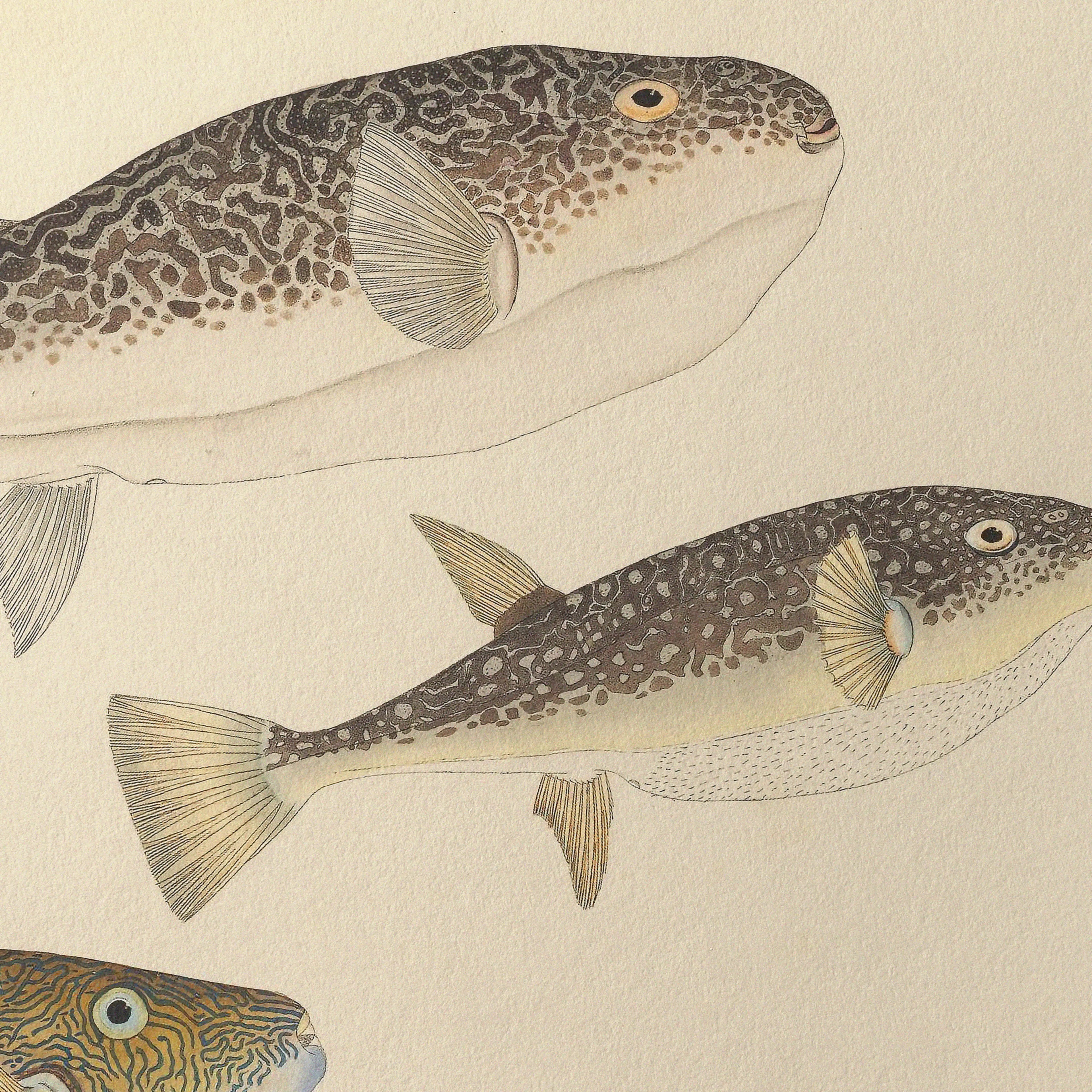 Natural History: Plate No. 61