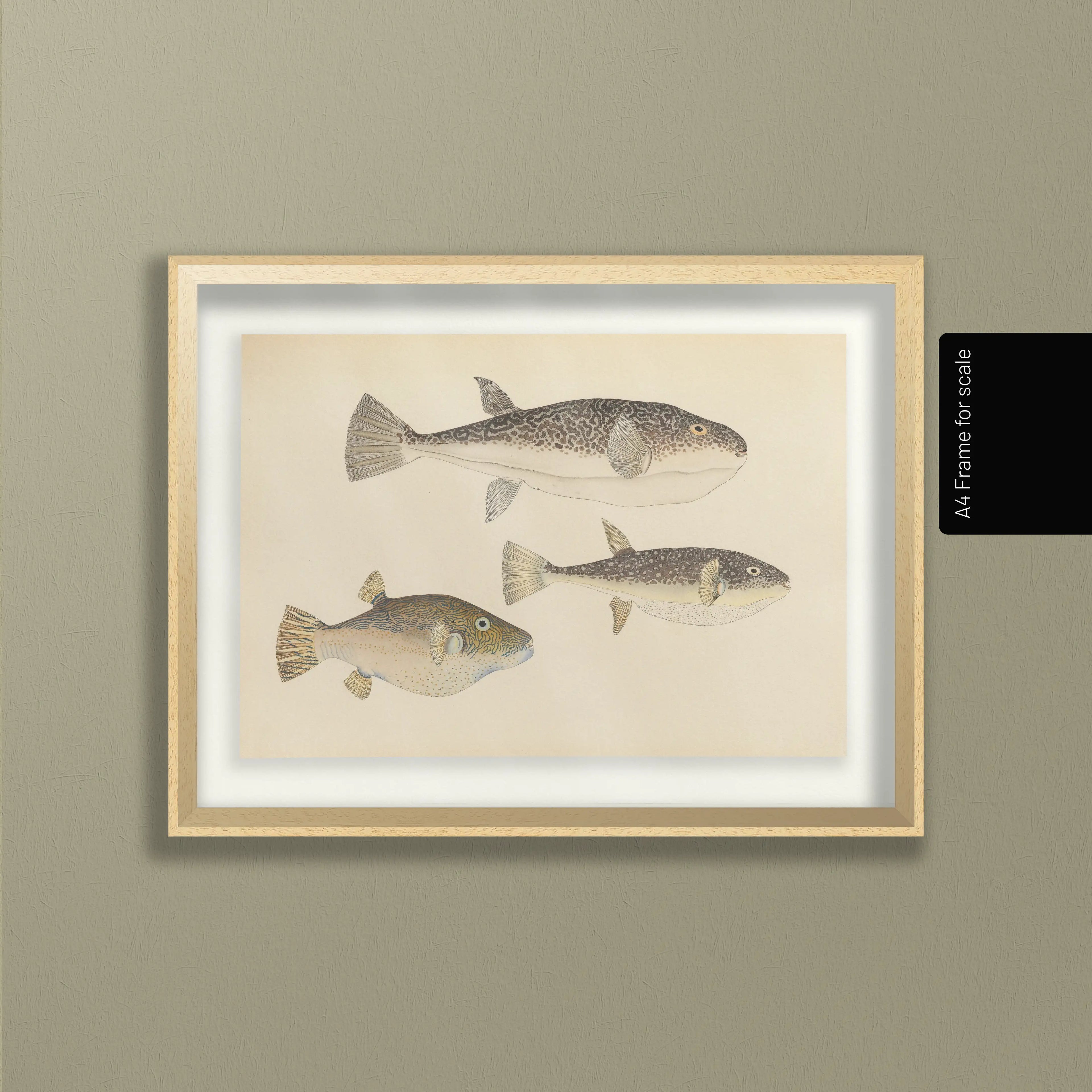 Natural History: Plate No. 61
